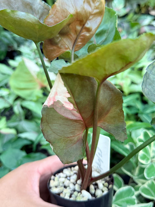 Syngonium 'Strawberry Ice' M72