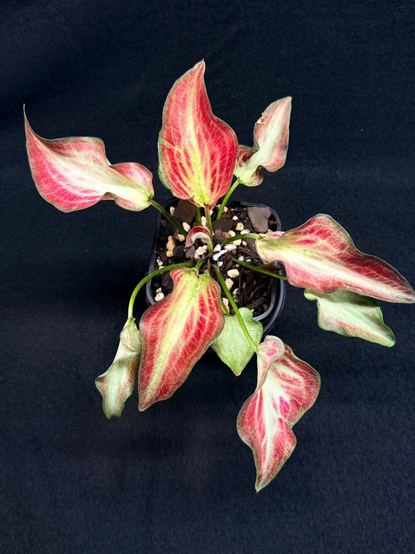 Caladium Hybrid G60