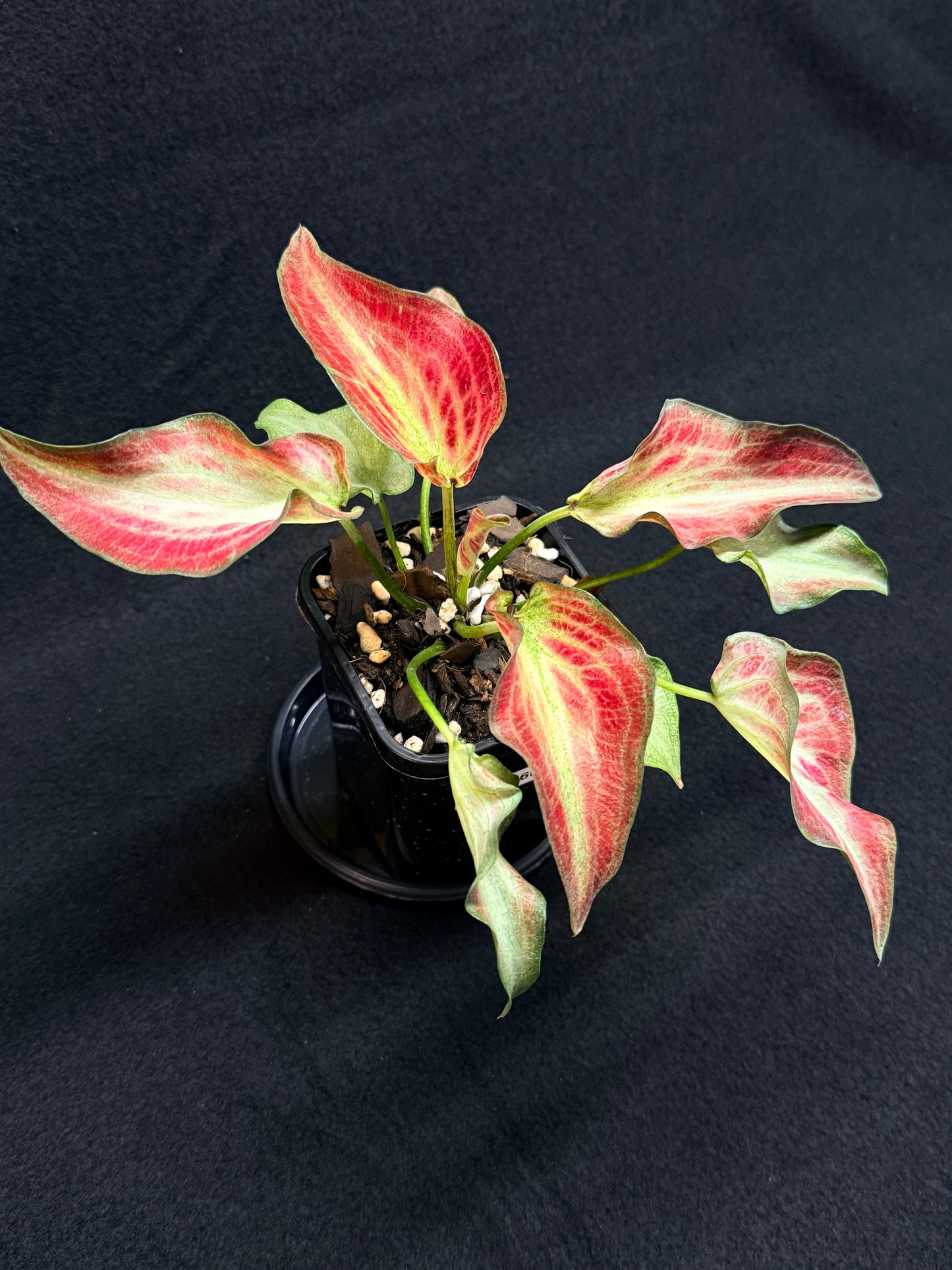 Caladium Hybrid G60