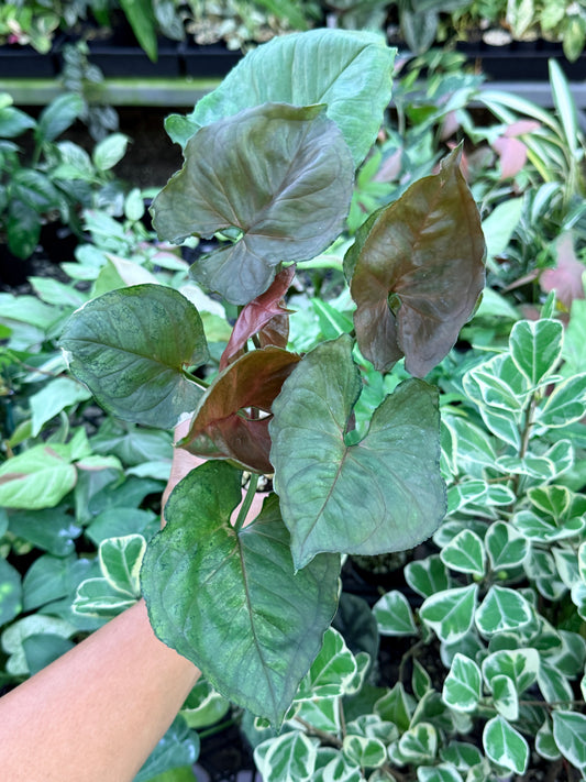 Syngonium 'Strawberry Ice' M71