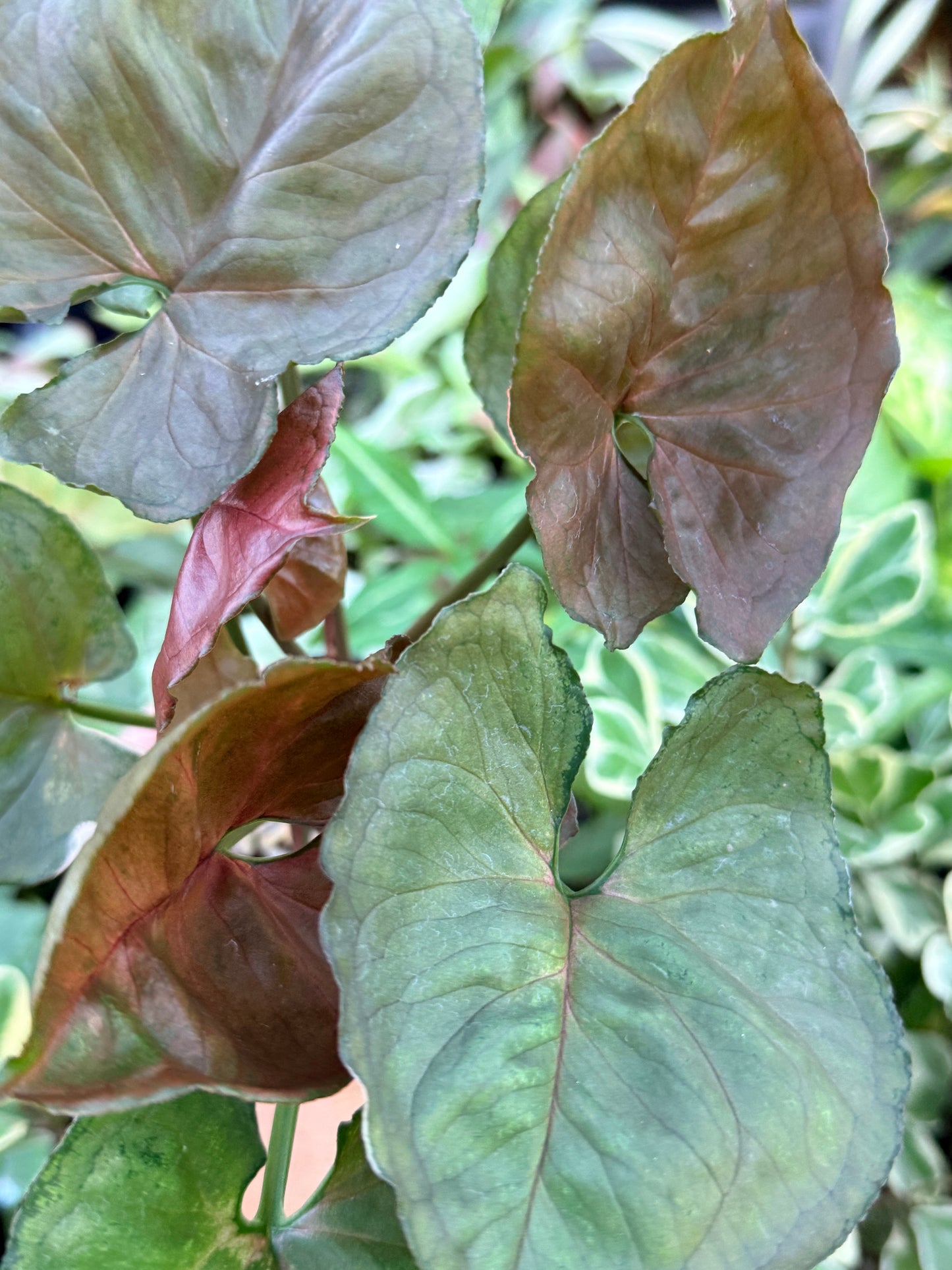 Syngonium 'Strawberry Ice' M71