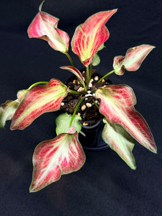 Caladium Hybrid G60