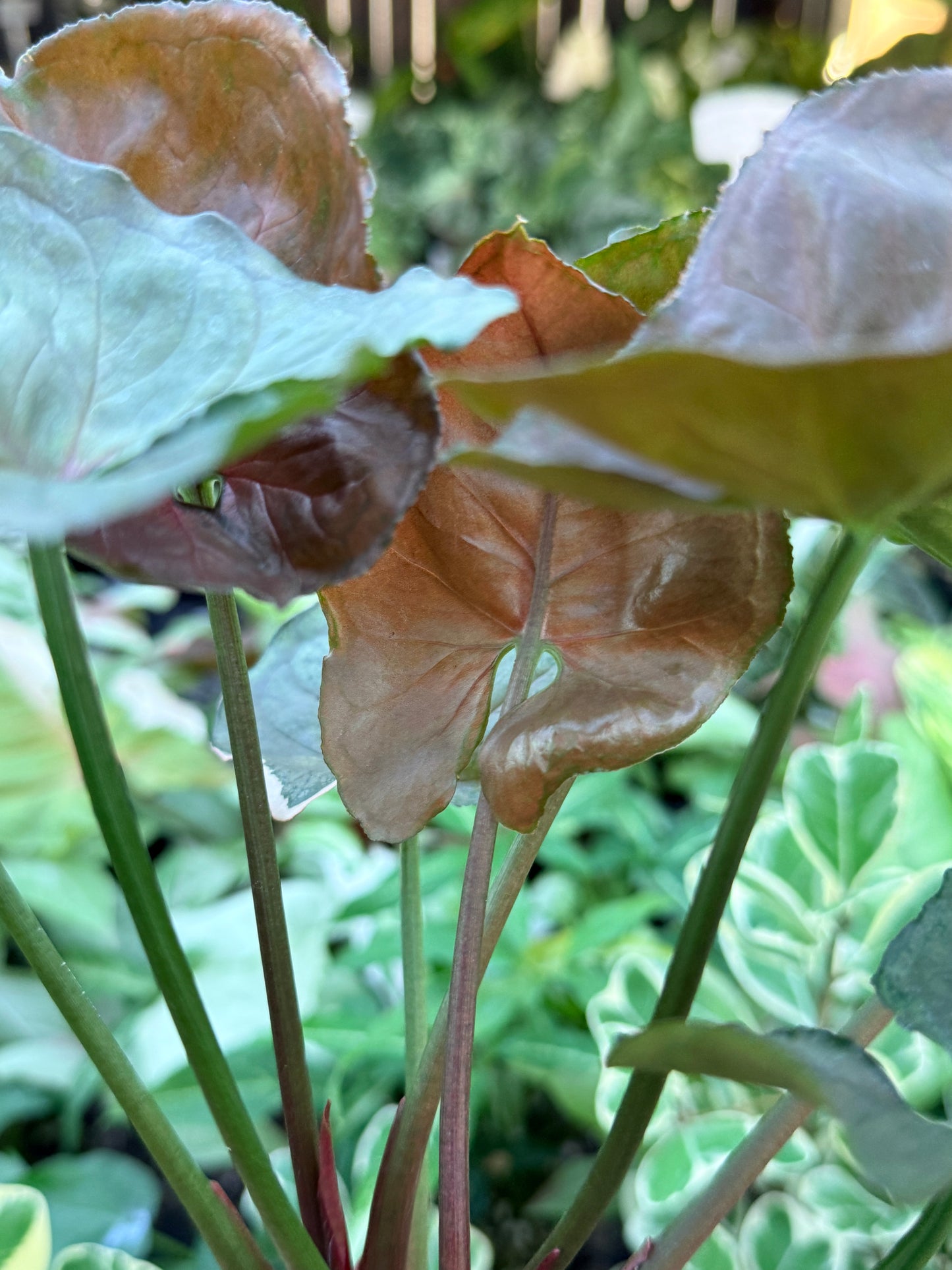 Syngonium 'Strawberry Ice' M71