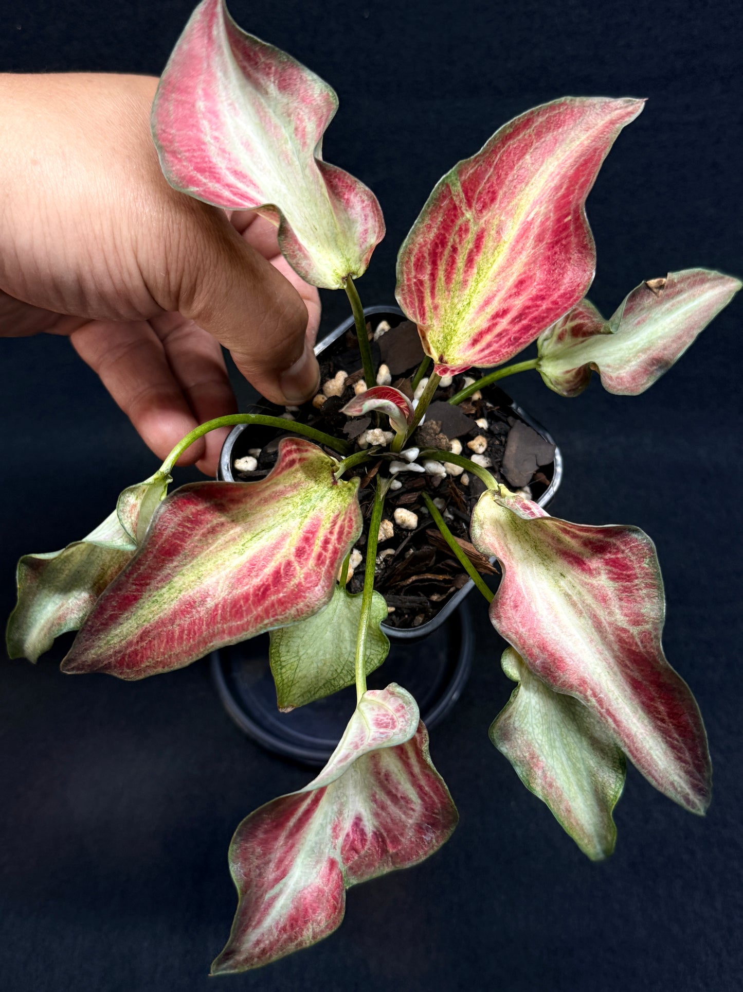 Caladium Hybrid G60