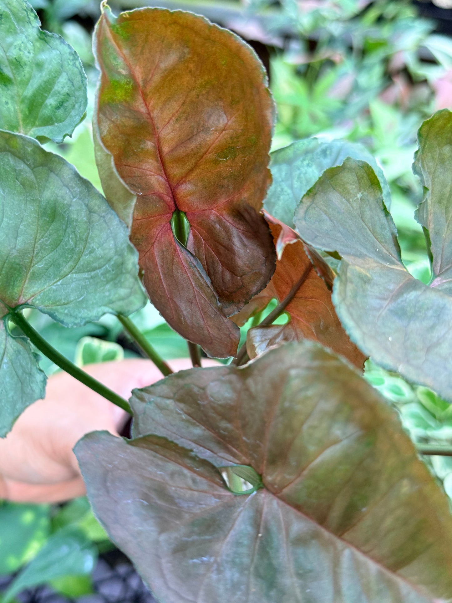 Syngonium 'Strawberry Ice' M71