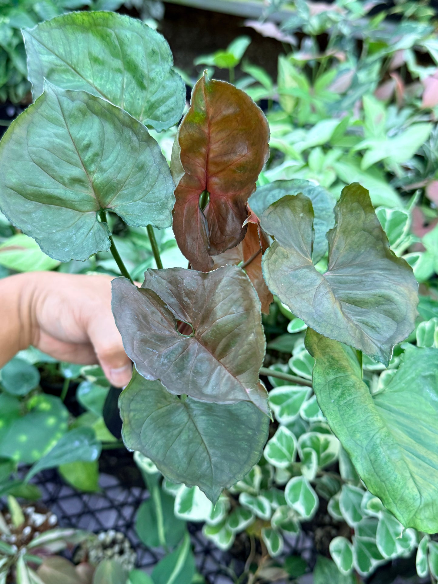 Syngonium 'Strawberry Ice' M71