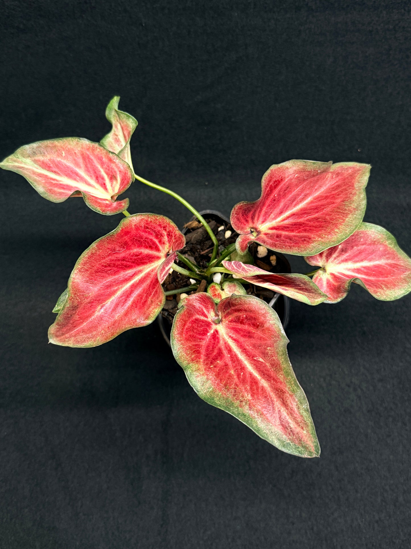 Caladium Hybrid G61