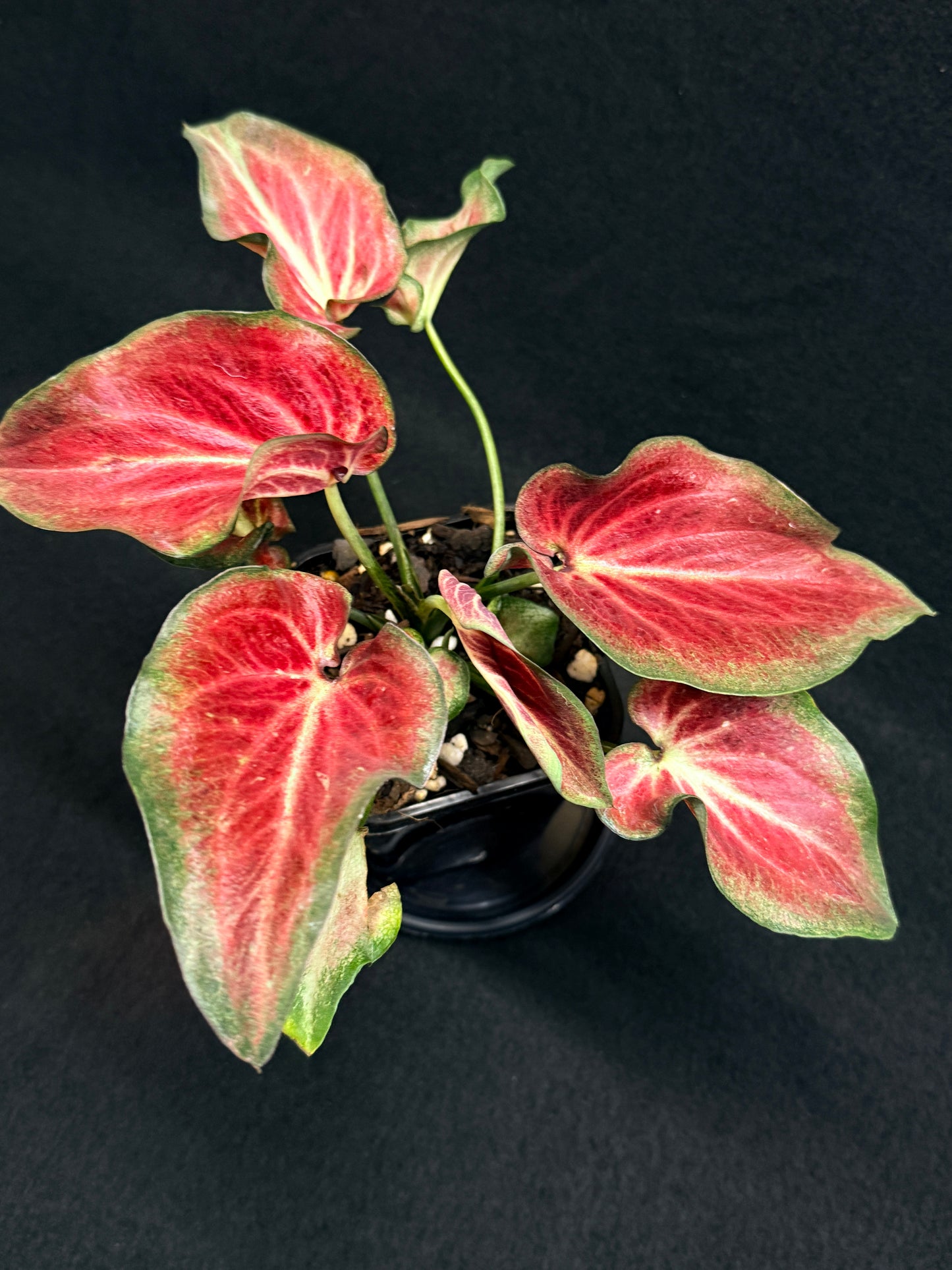 Caladium Hybrid G61