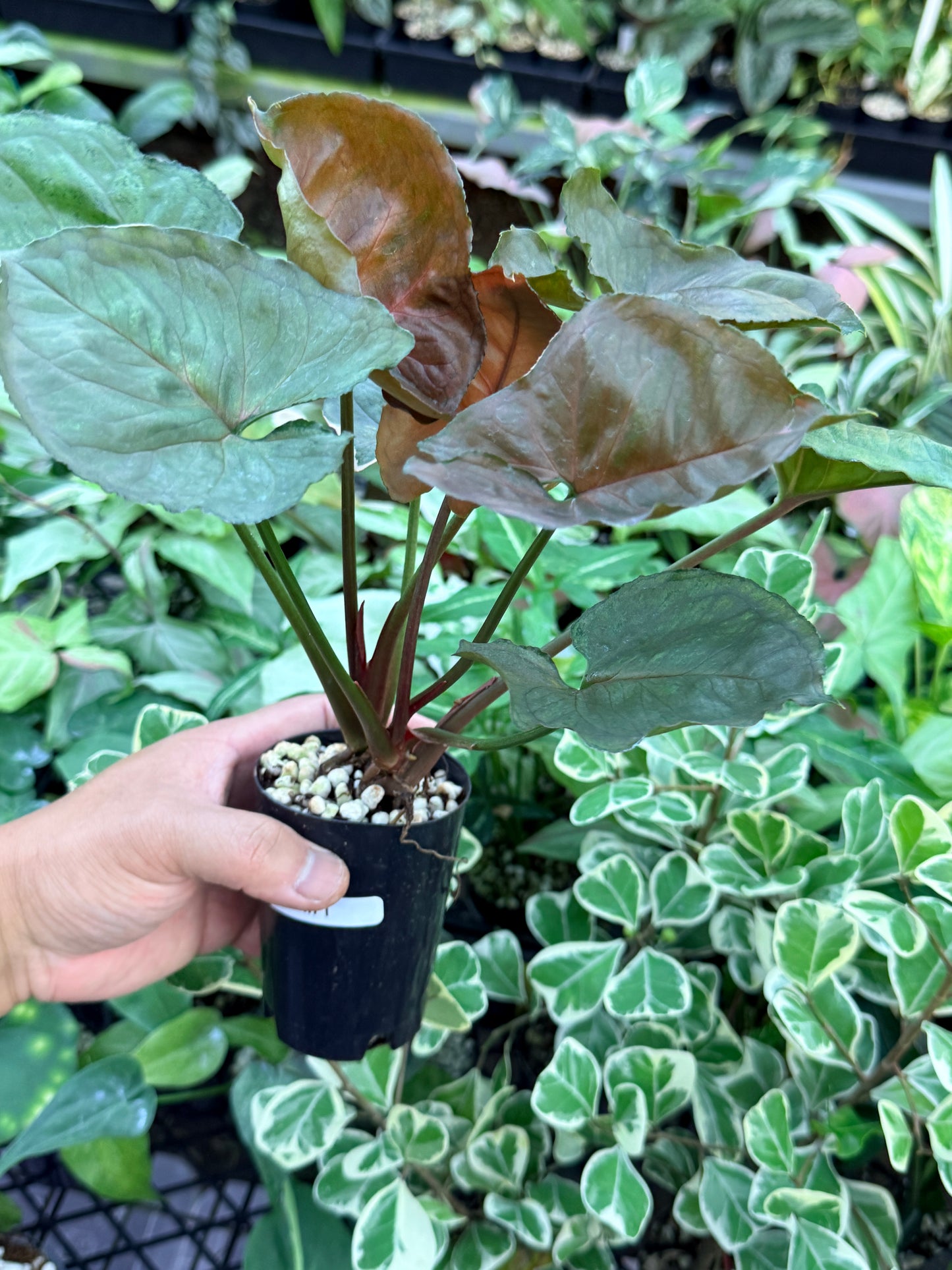 Syngonium 'Strawberry Ice' M71
