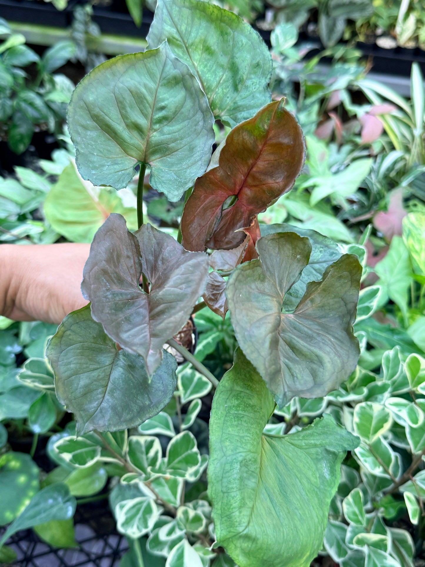 Syngonium 'Strawberry Ice' M71
