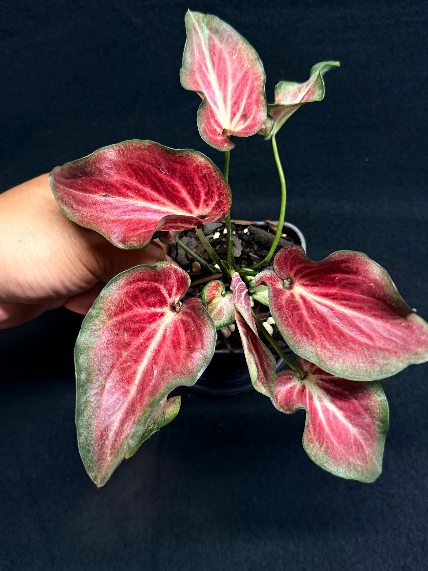Caladium Hybrid G61