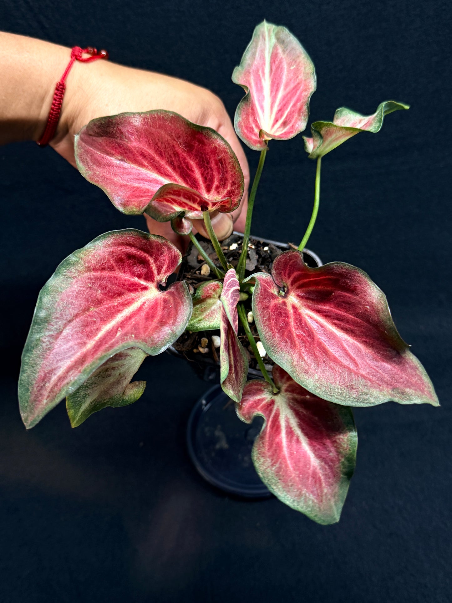Caladium Hybrid G61