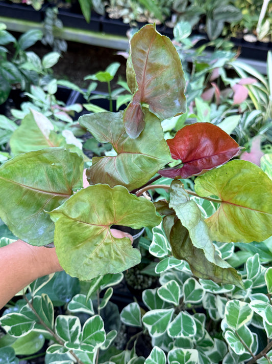 Syngonium 'Strawberry Ice' M65