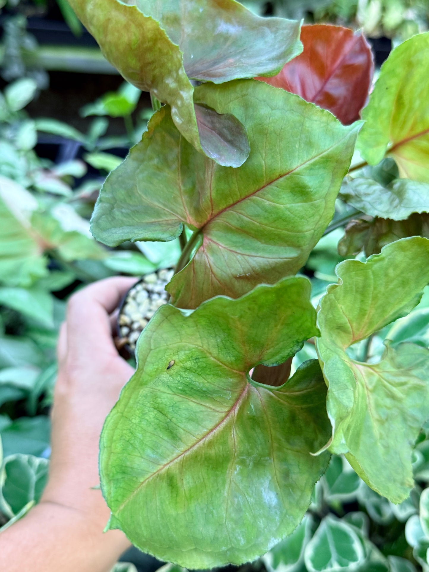 Syngonium 'Strawberry Ice' M65