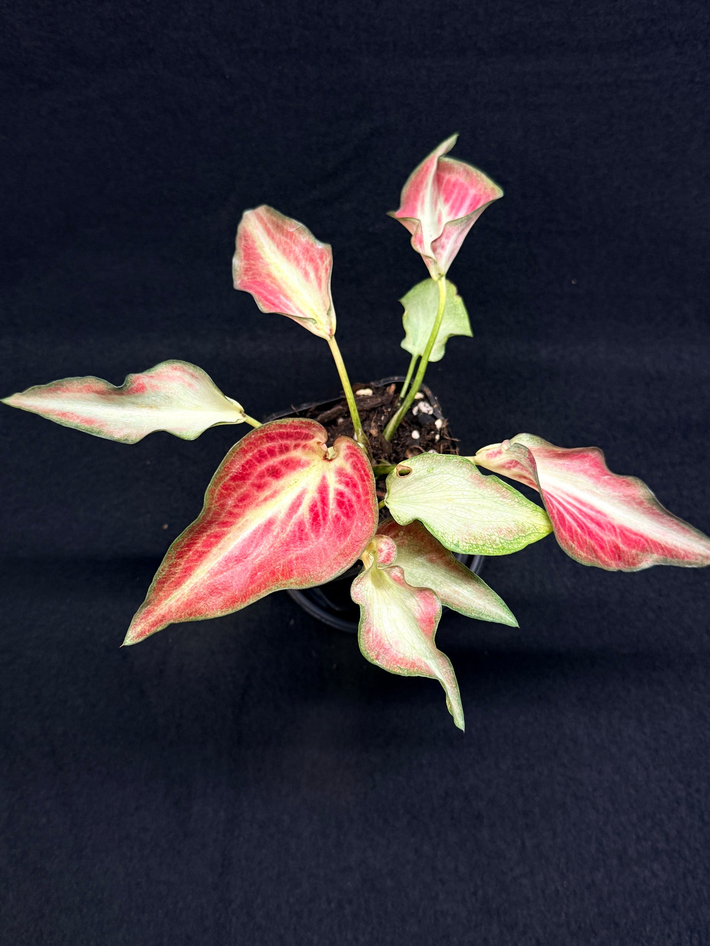 Caladium Hybrid G62