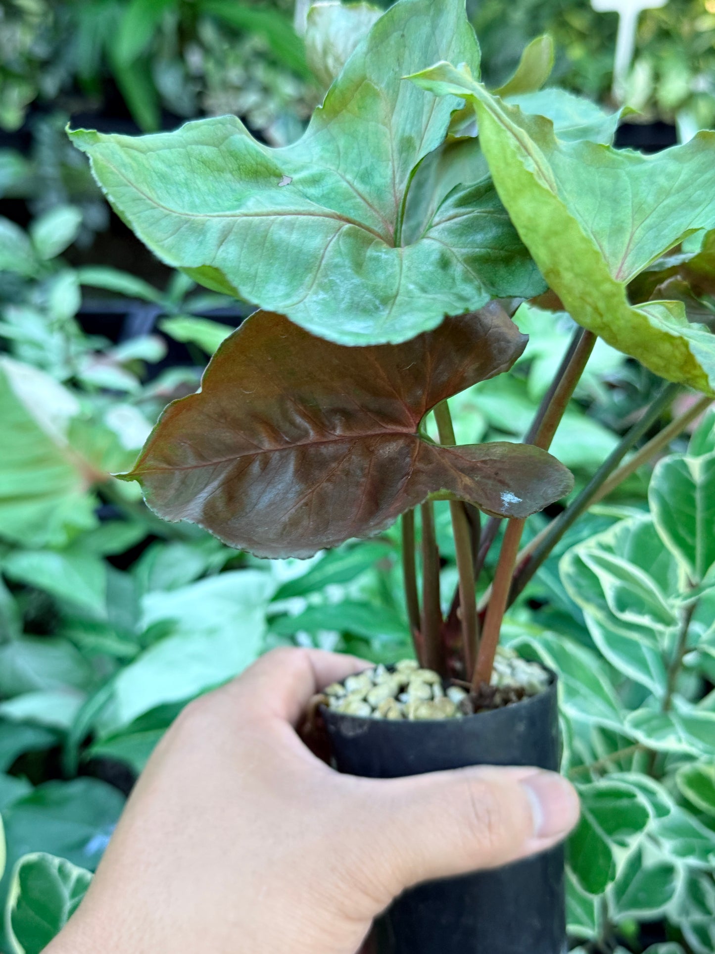 Syngonium 'Strawberry Ice' M65