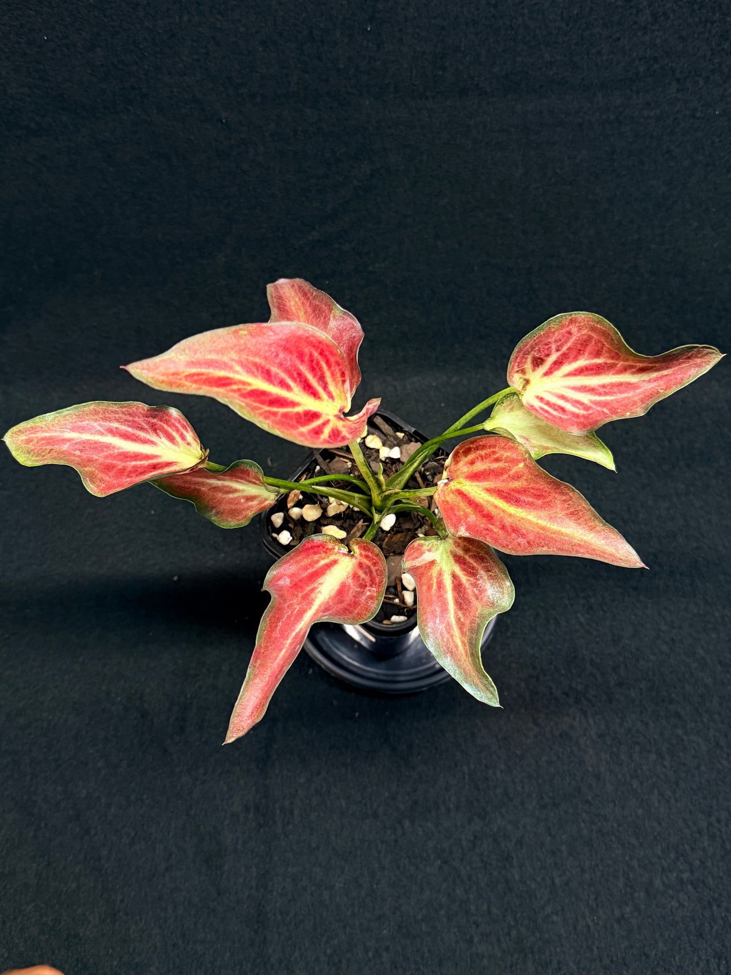 Caladium Hybrid G63