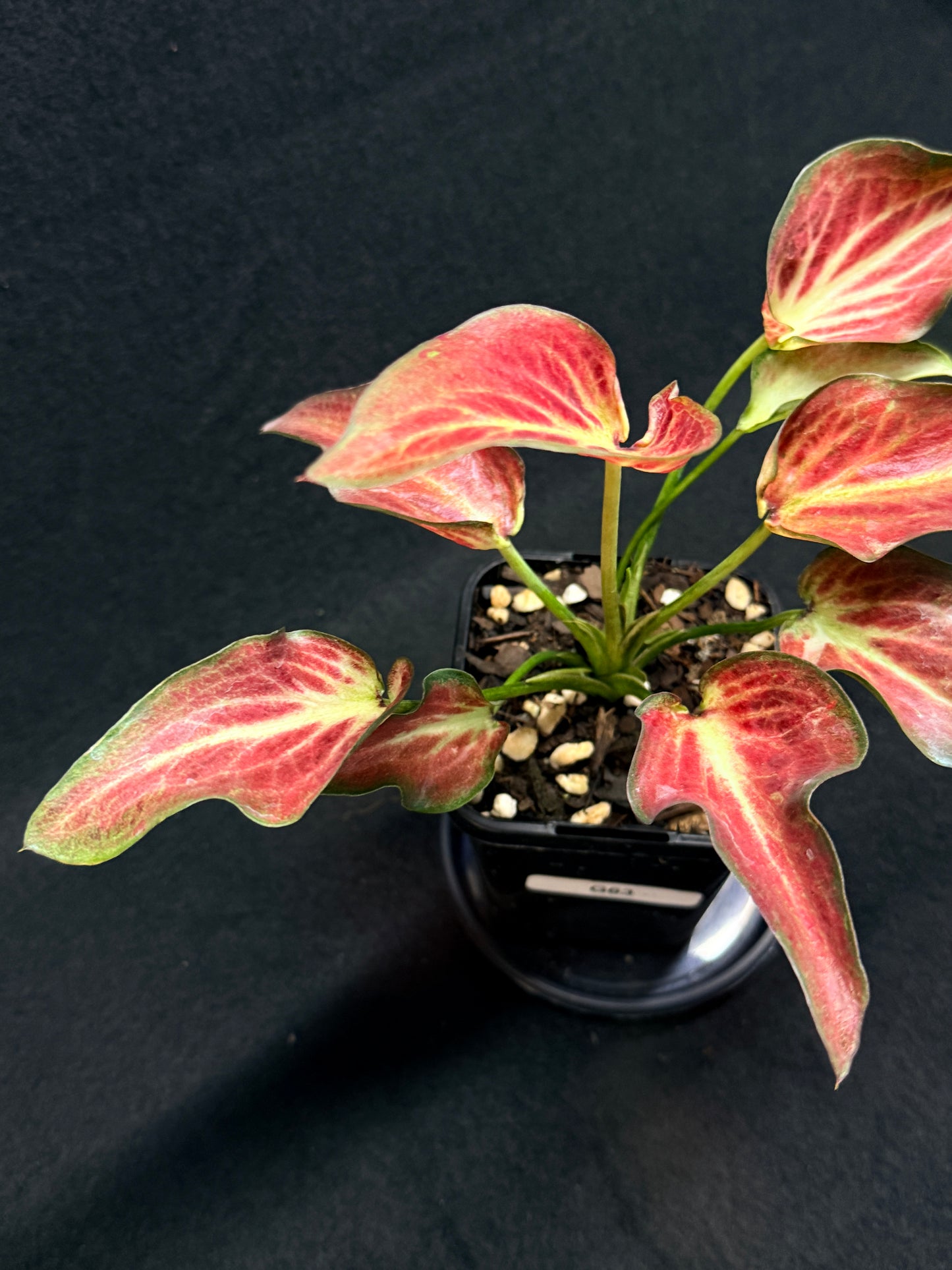Caladium Hybrid G63