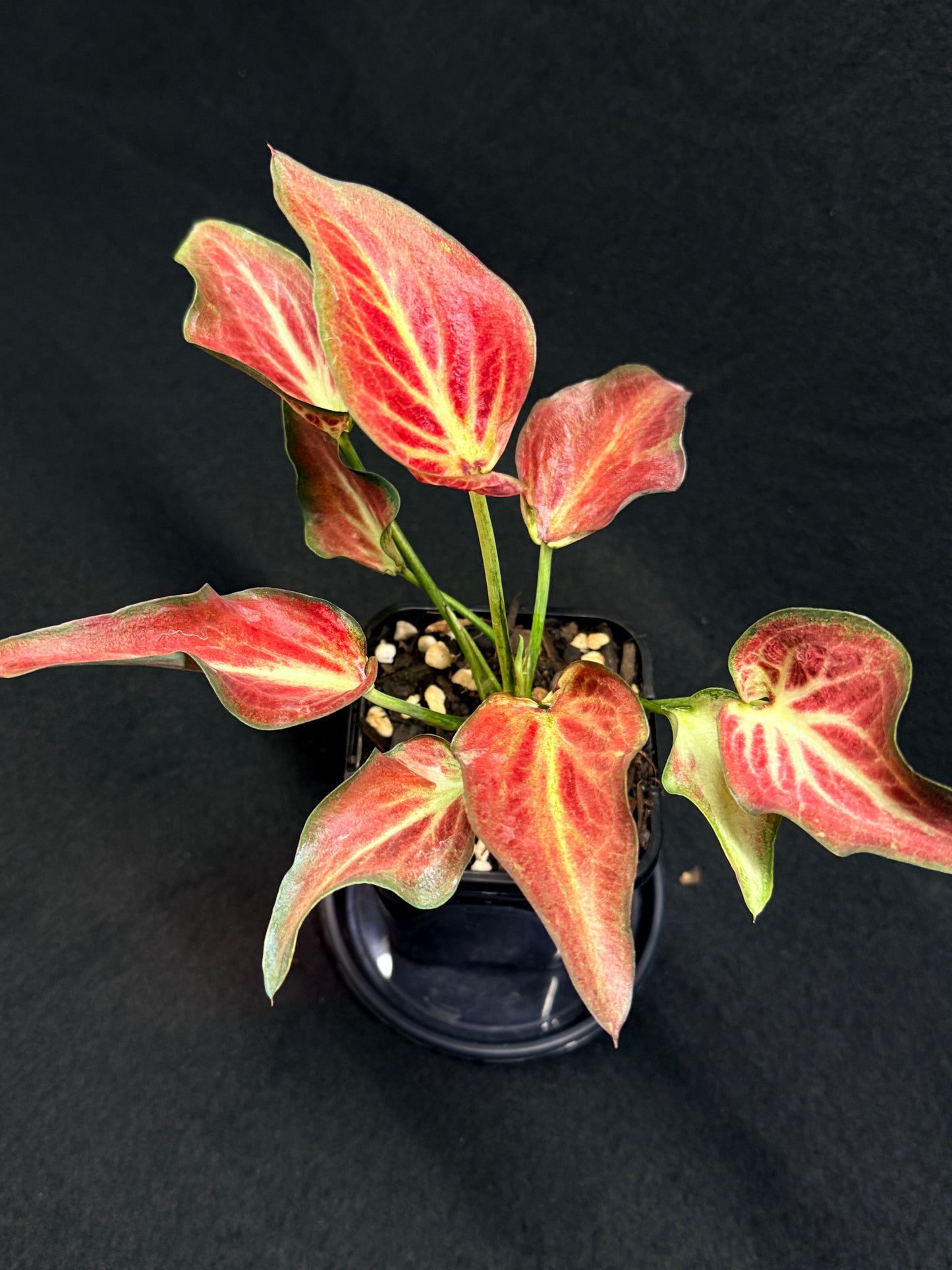 Caladium Hybrid G63