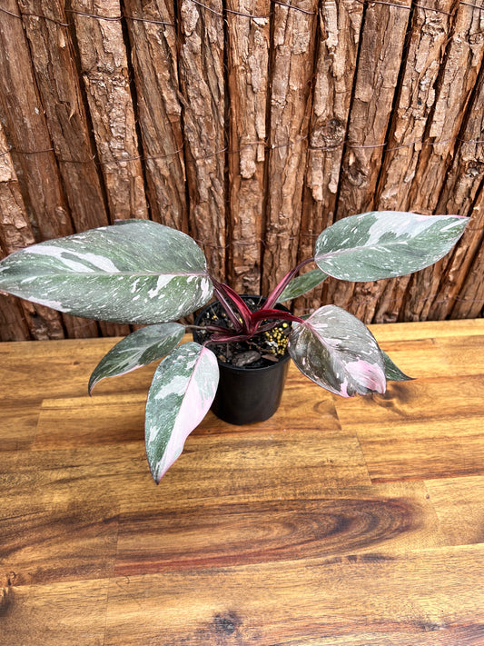 Philodendron Pink Princess Galaxy E58