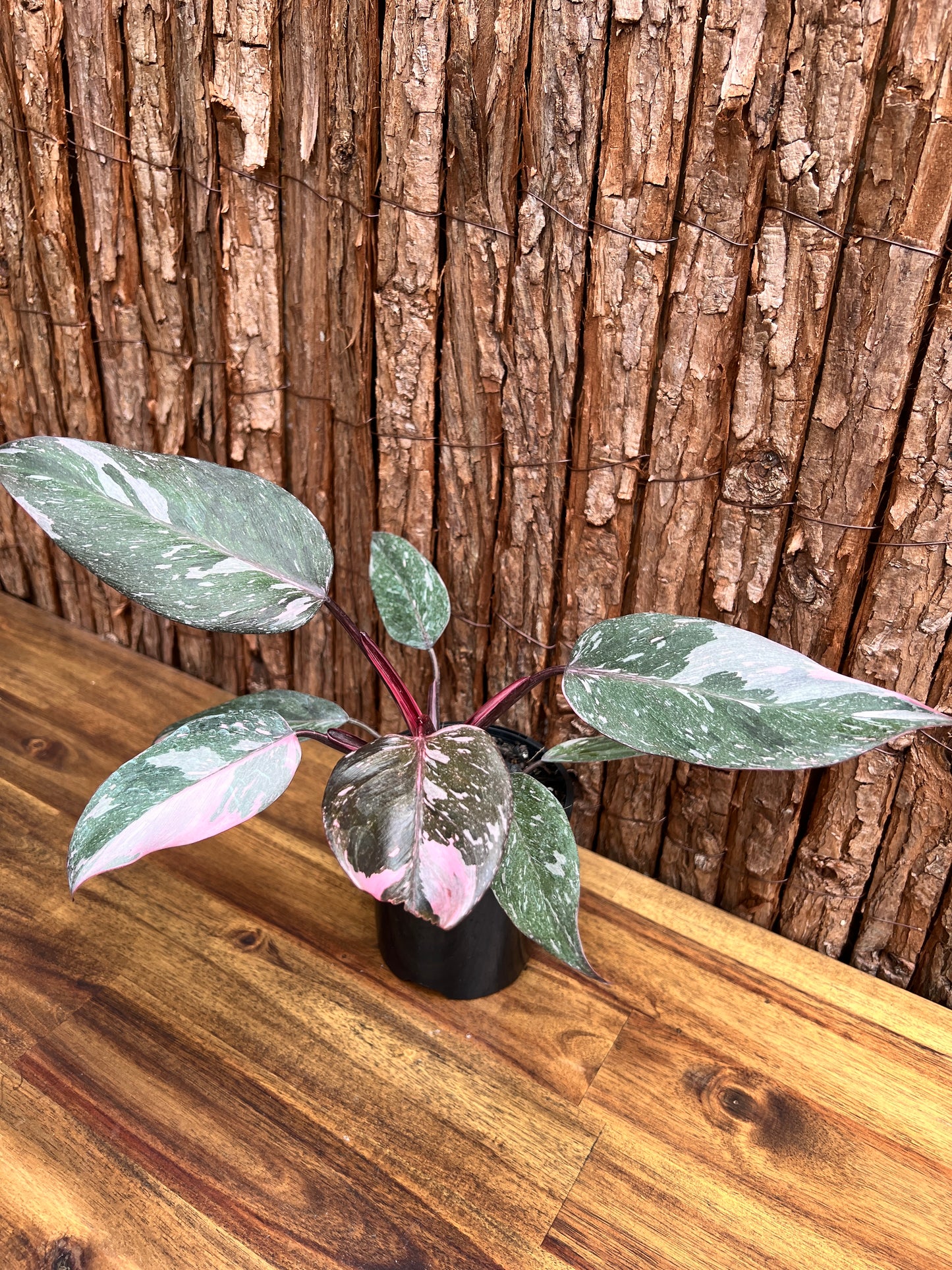 Philodendron Pink Princess Galaxy E58