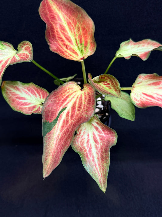 Caladium Hybrid G71