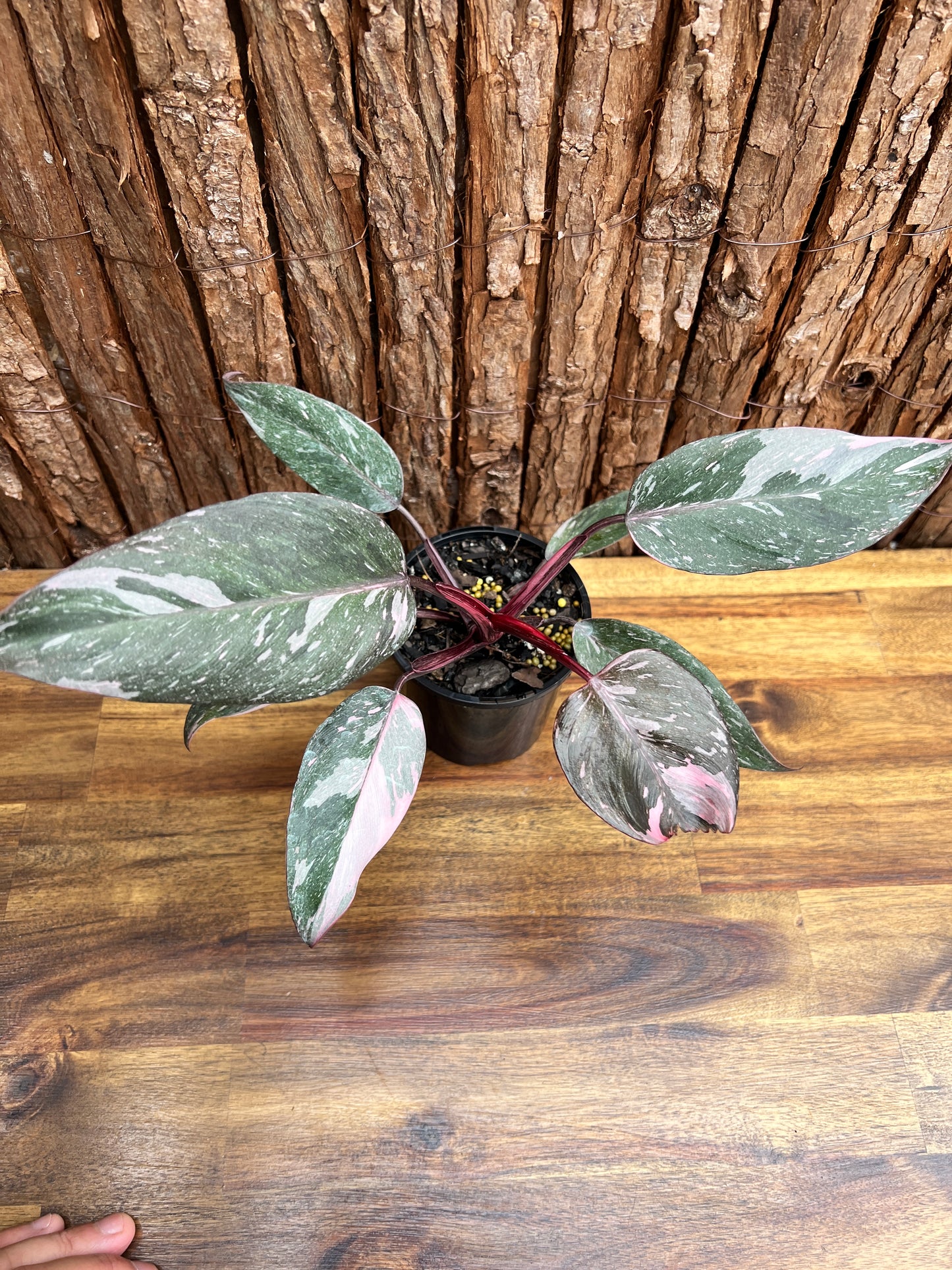 Philodendron Pink Princess Galaxy E58