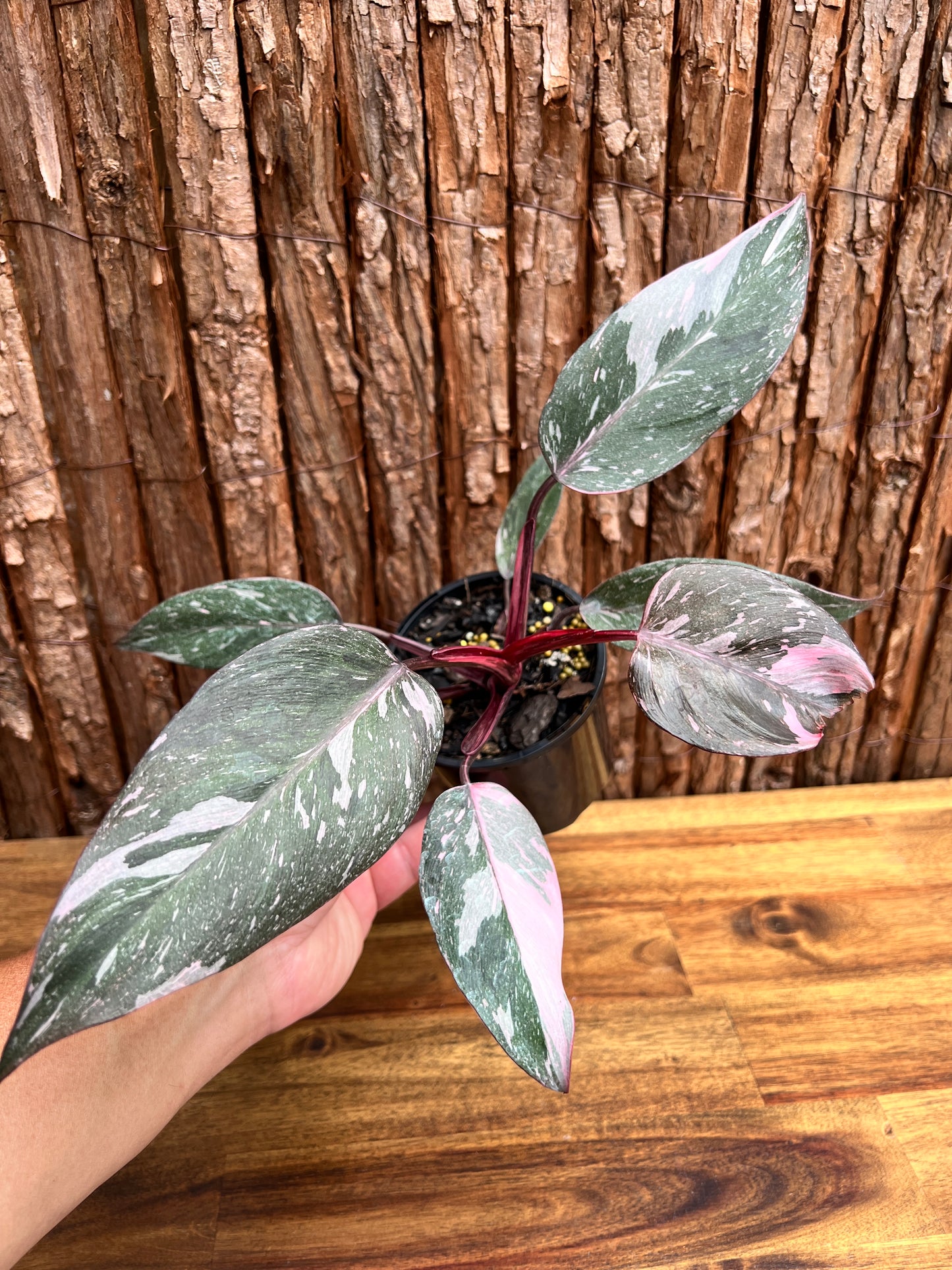 Philodendron Pink Princess Galaxy E58