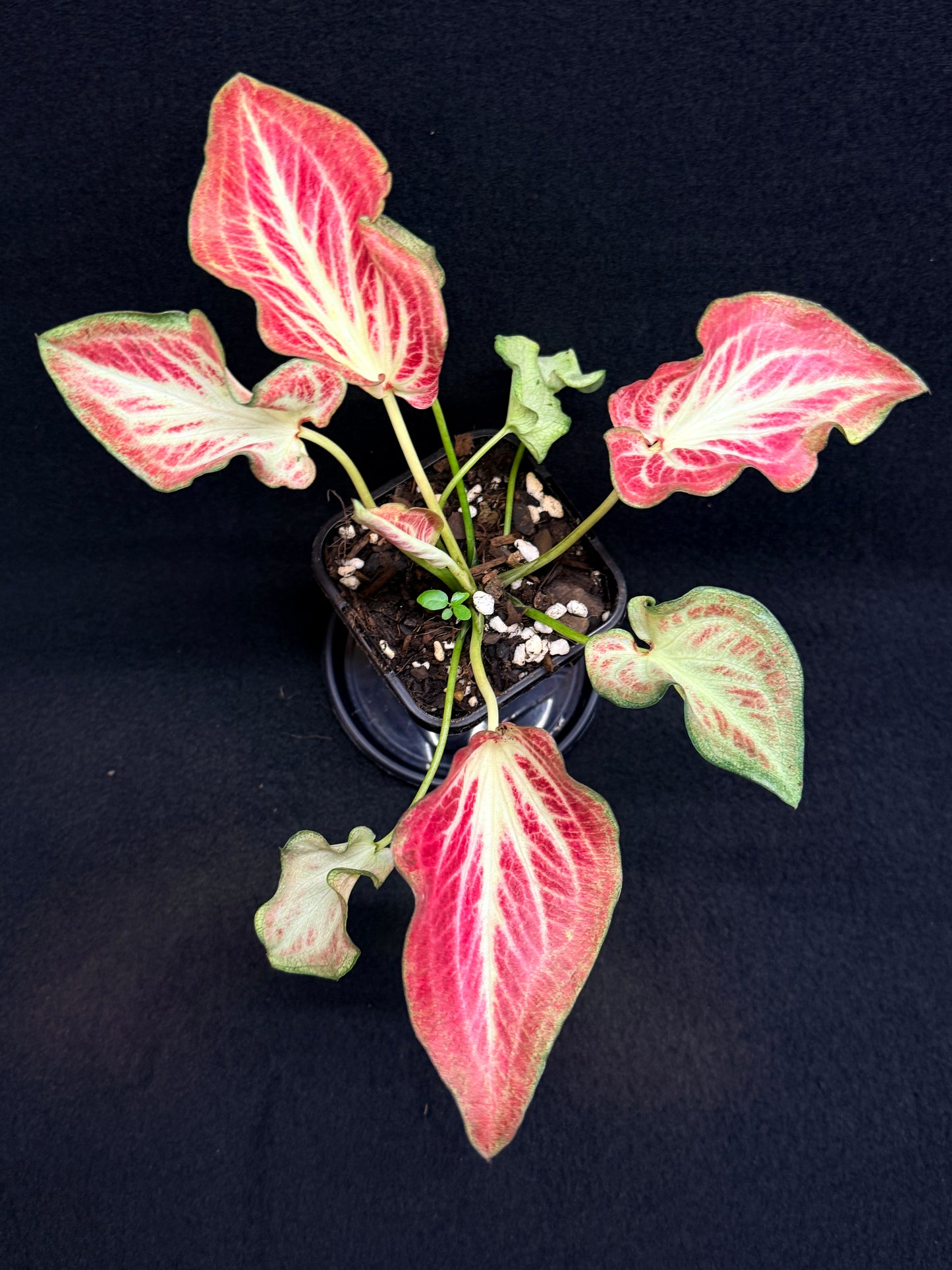 Caladium Hybrid G68