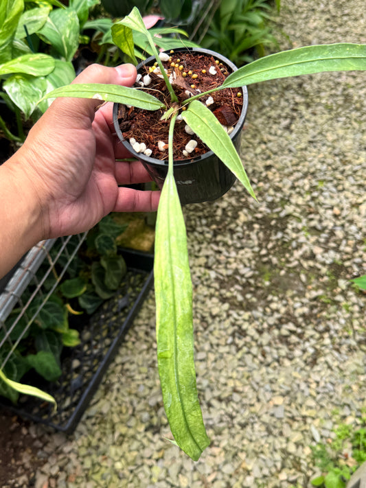 Anthurium 'Vittariifolium Variegata' T39
