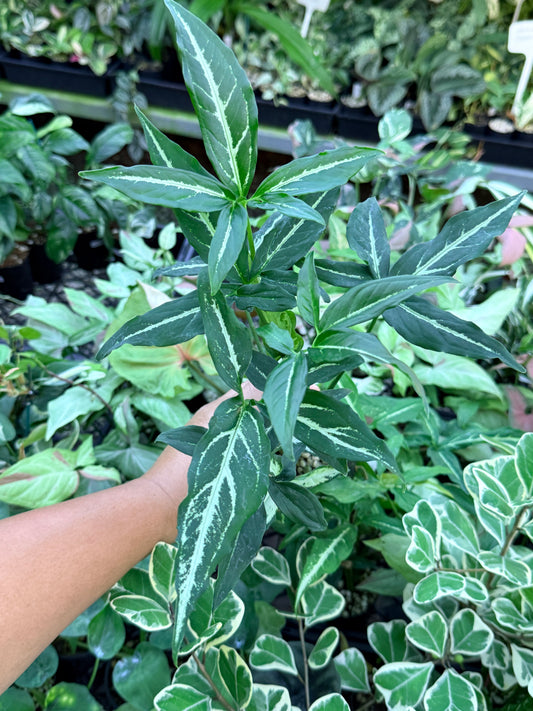 Syngonium 'Little Star' M67