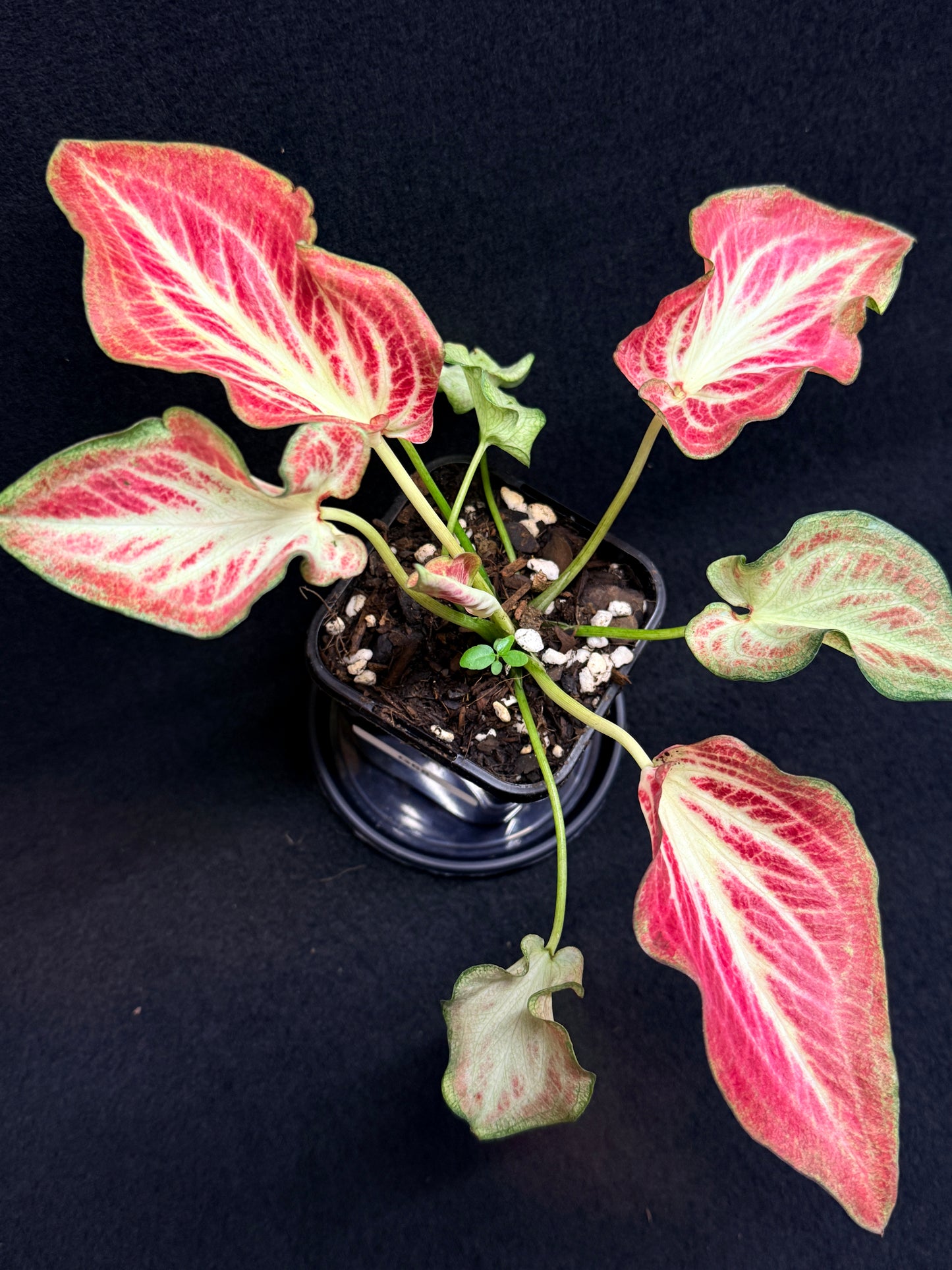 Caladium Hybrid G68