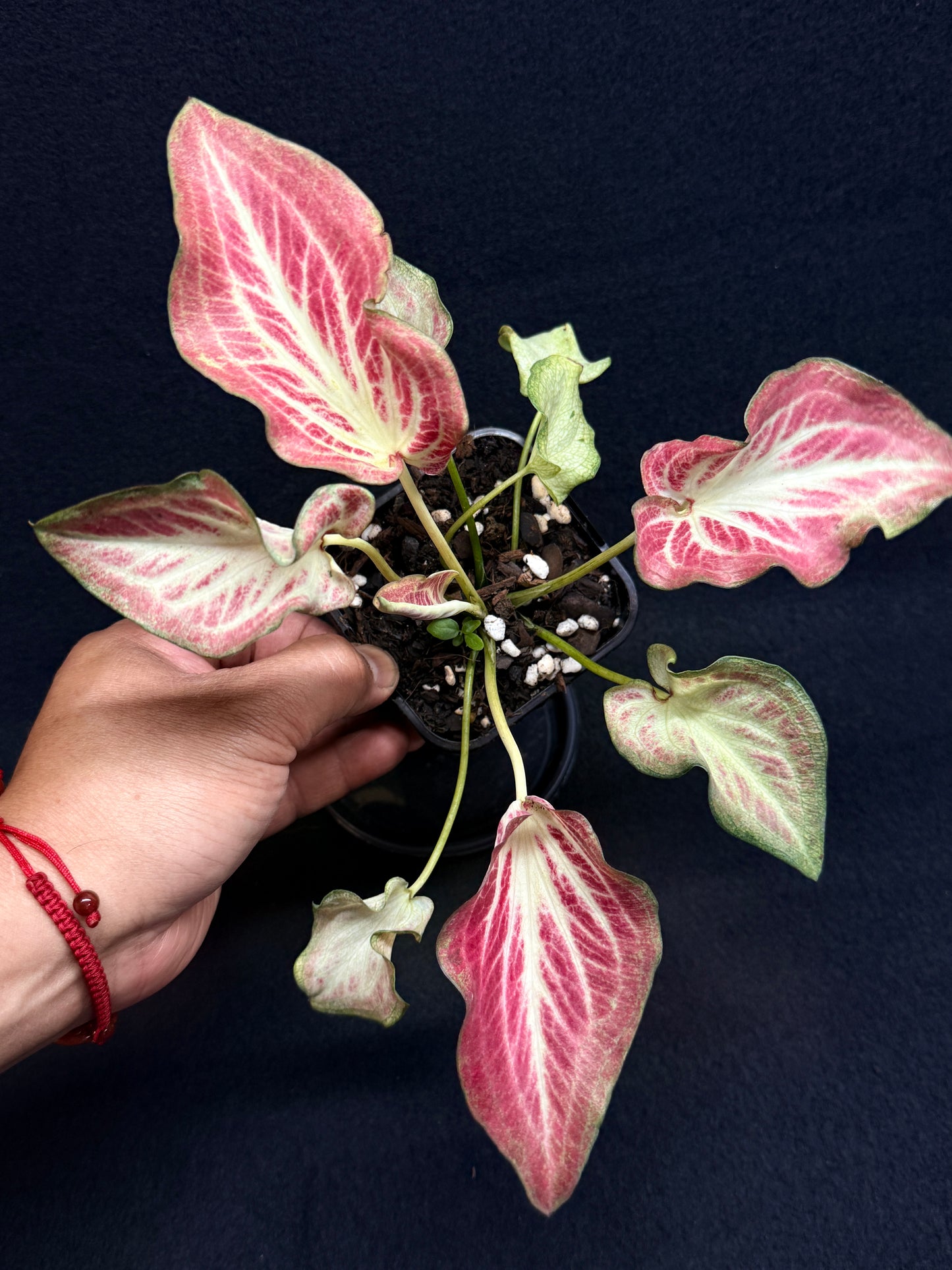 Caladium Hybrid G68