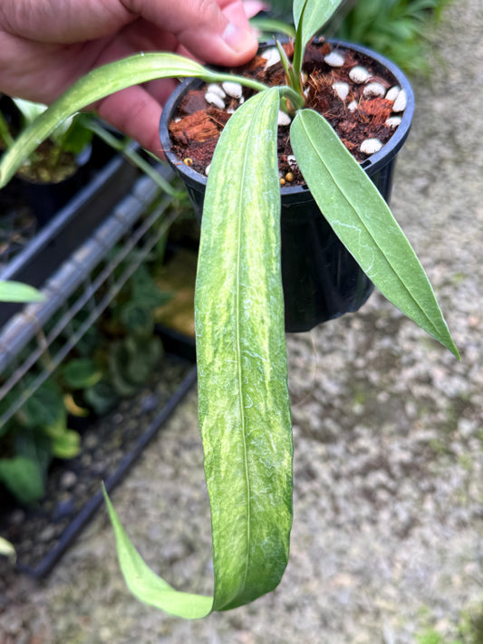 Anthurium 'Vittariifolium Variegata' T37