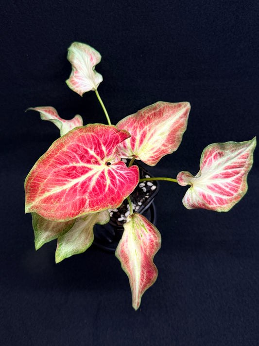 Caladium Hybrid G65