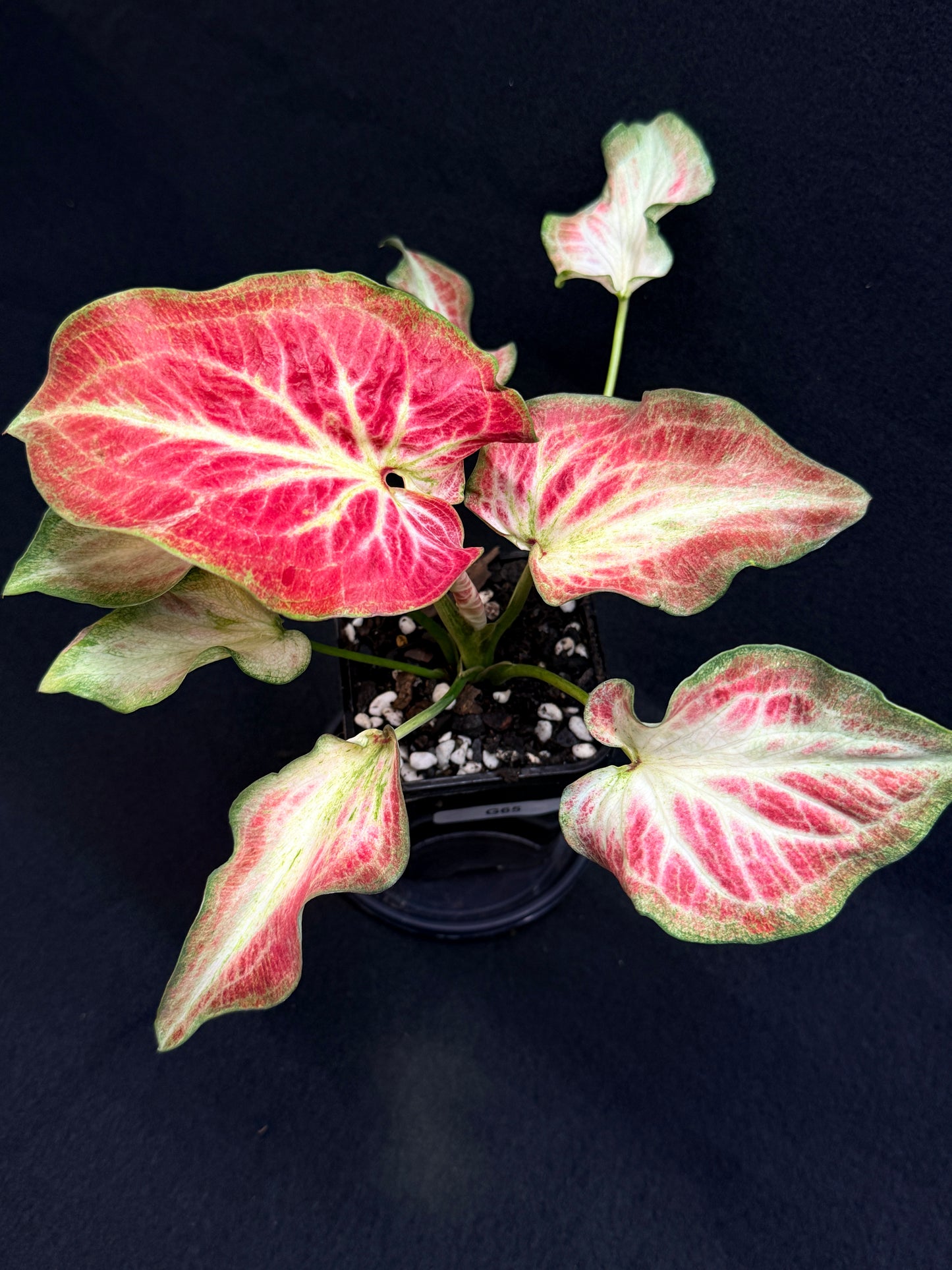 Caladium Hybrid G65
