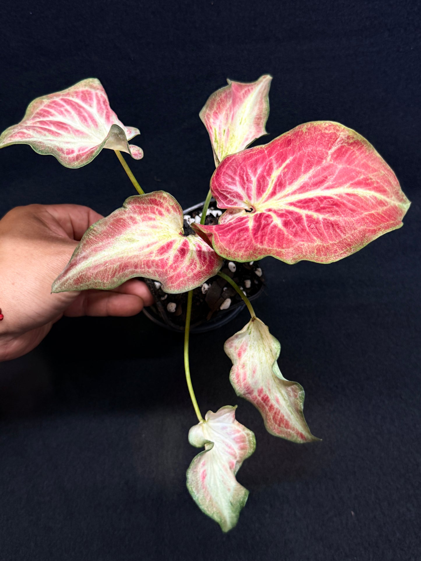 Caladium Hybrid G65