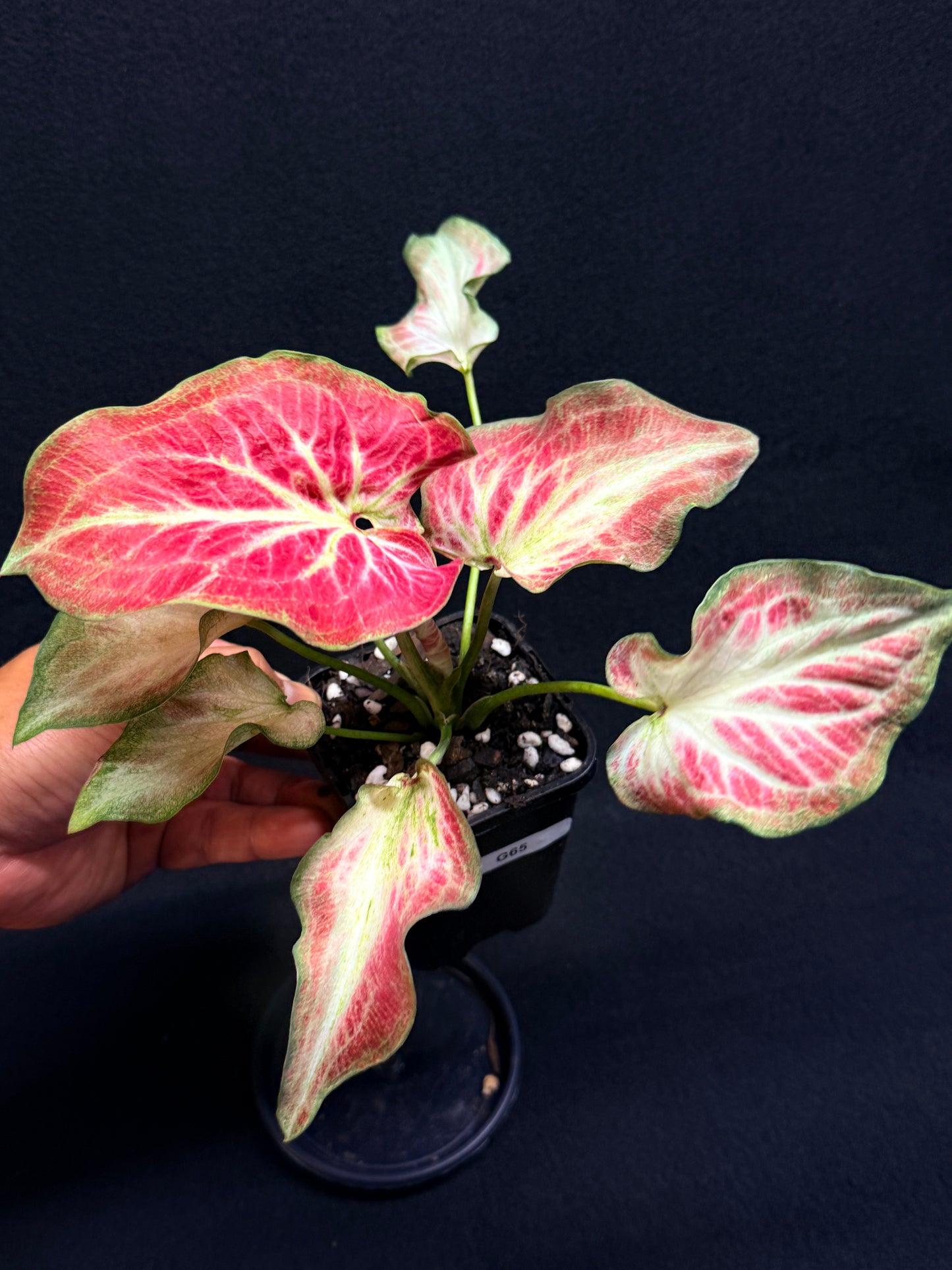 Caladium Hybrid G65