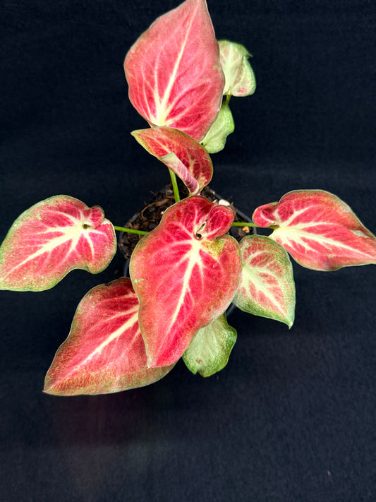 Caladium Hybrid G64