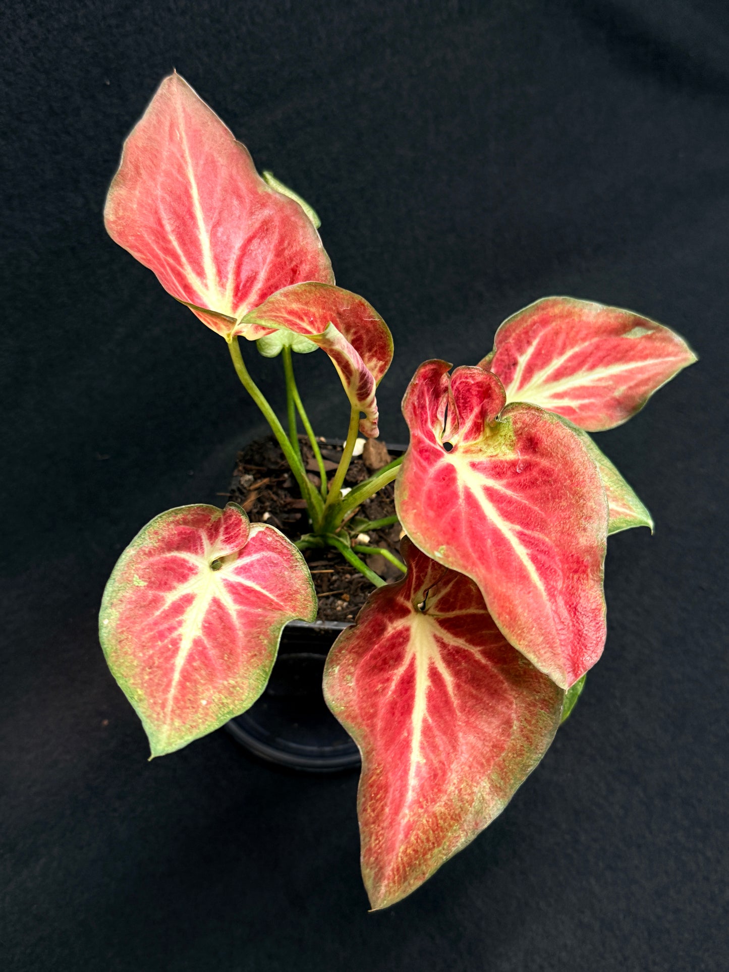 Caladium Hybrid G64