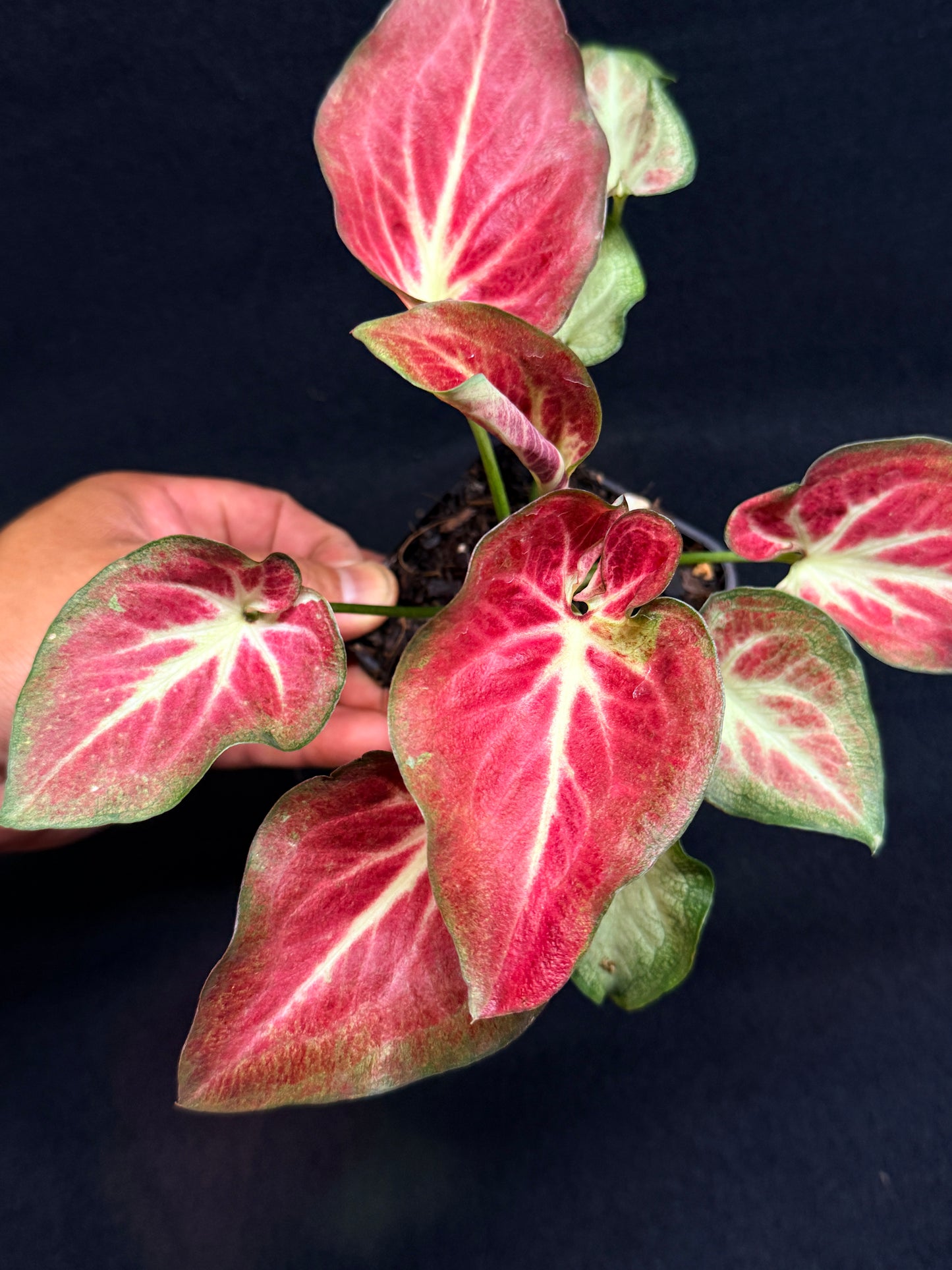 Caladium Hybrid G64