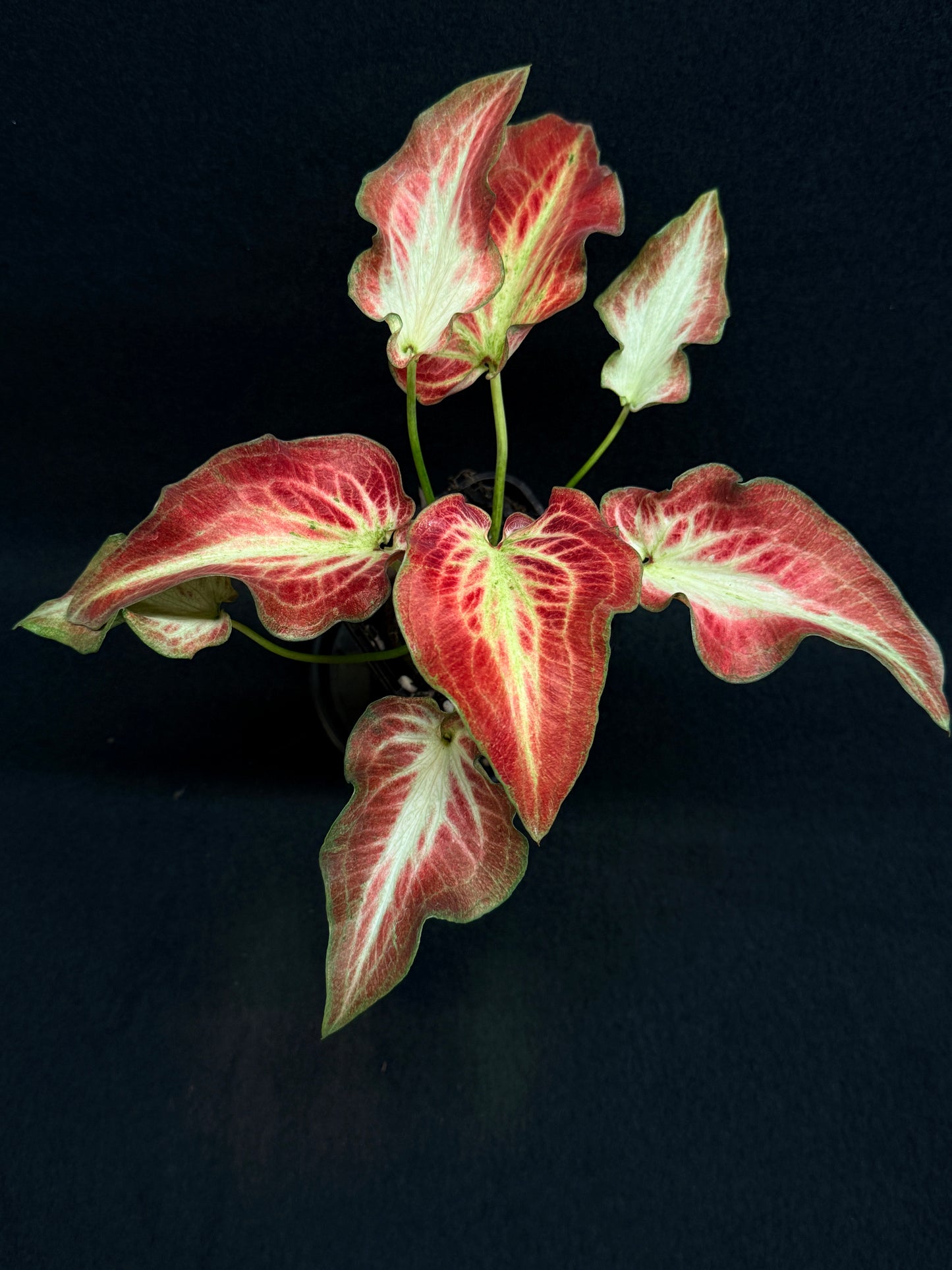 Caladium Hybrid G70