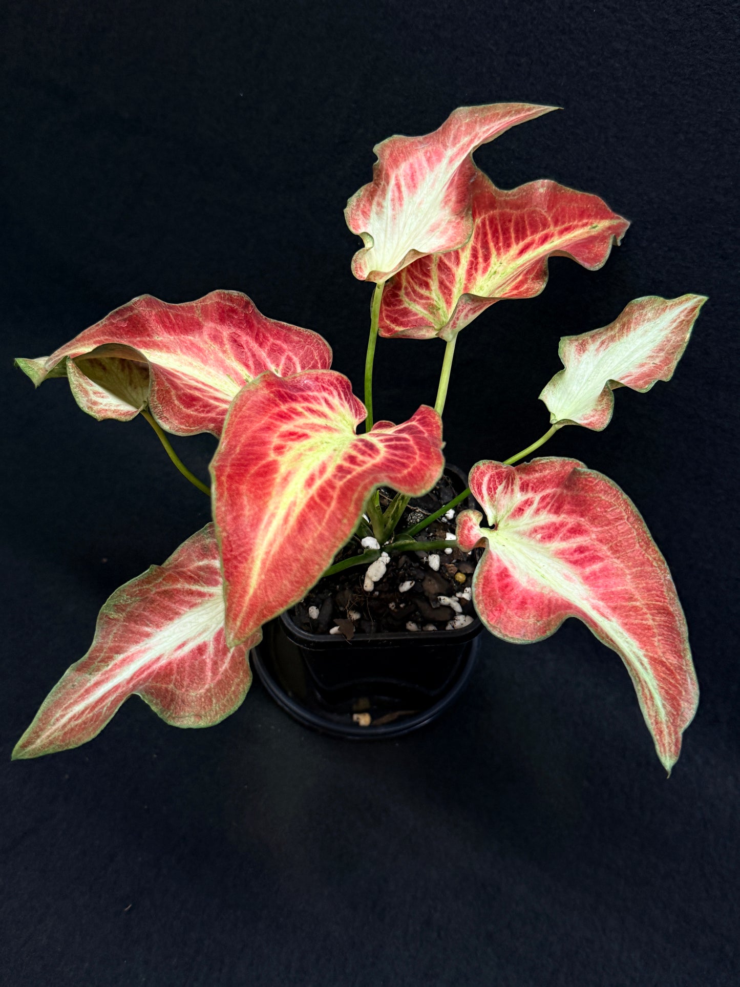 Caladium Hybrid G70