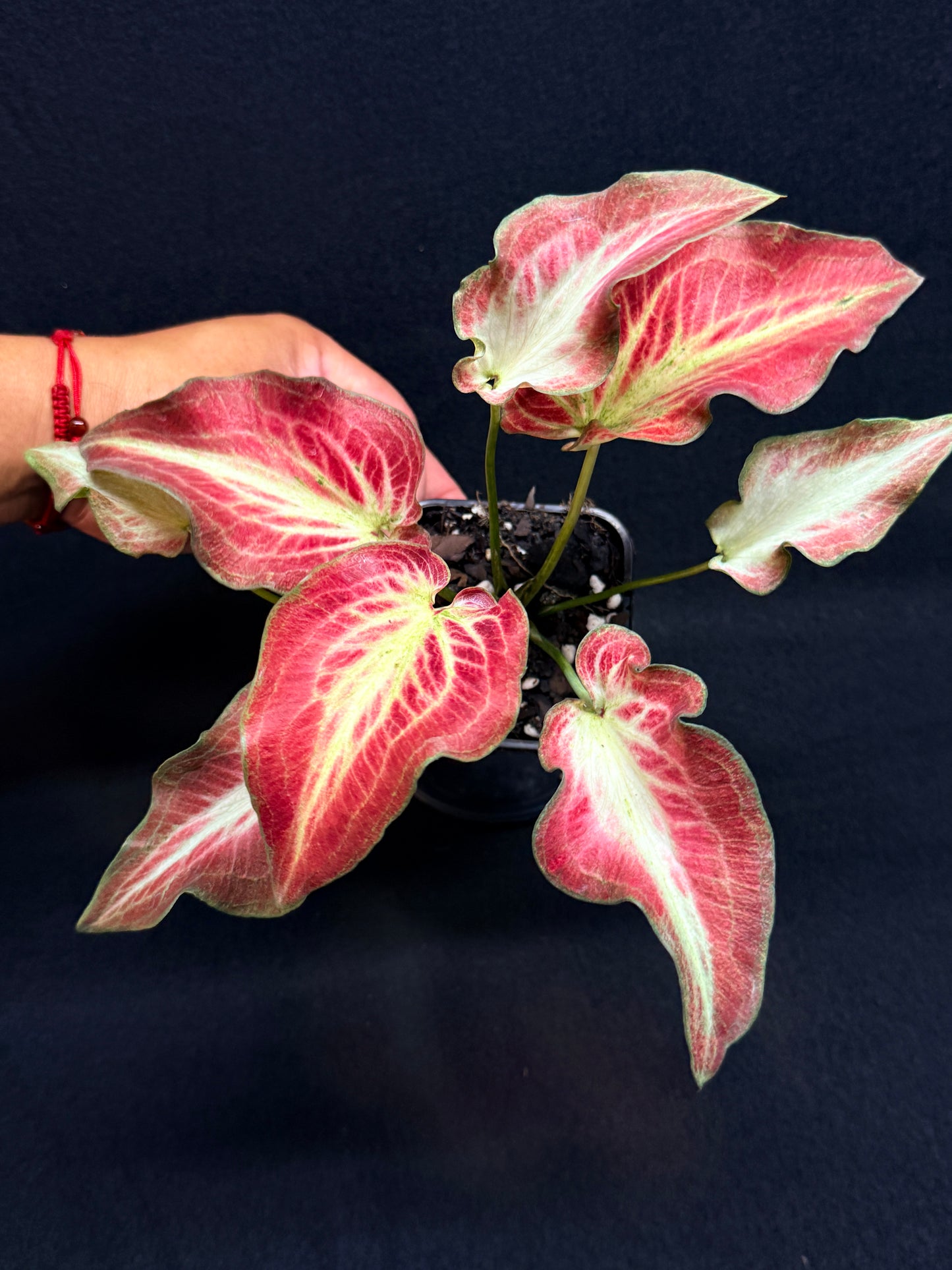 Caladium Hybrid G70