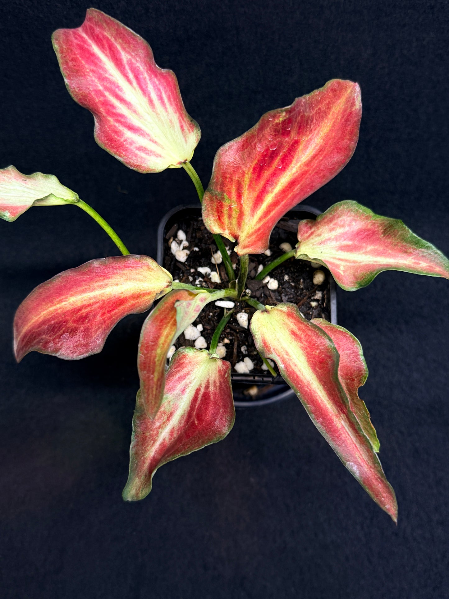 Caladium Hybrid G73
