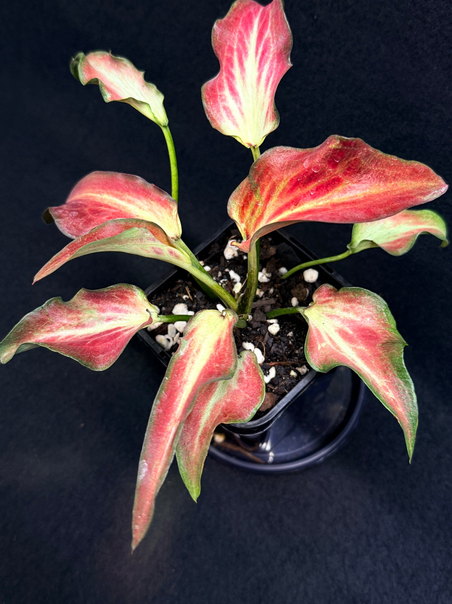 Caladium Hybrid G73