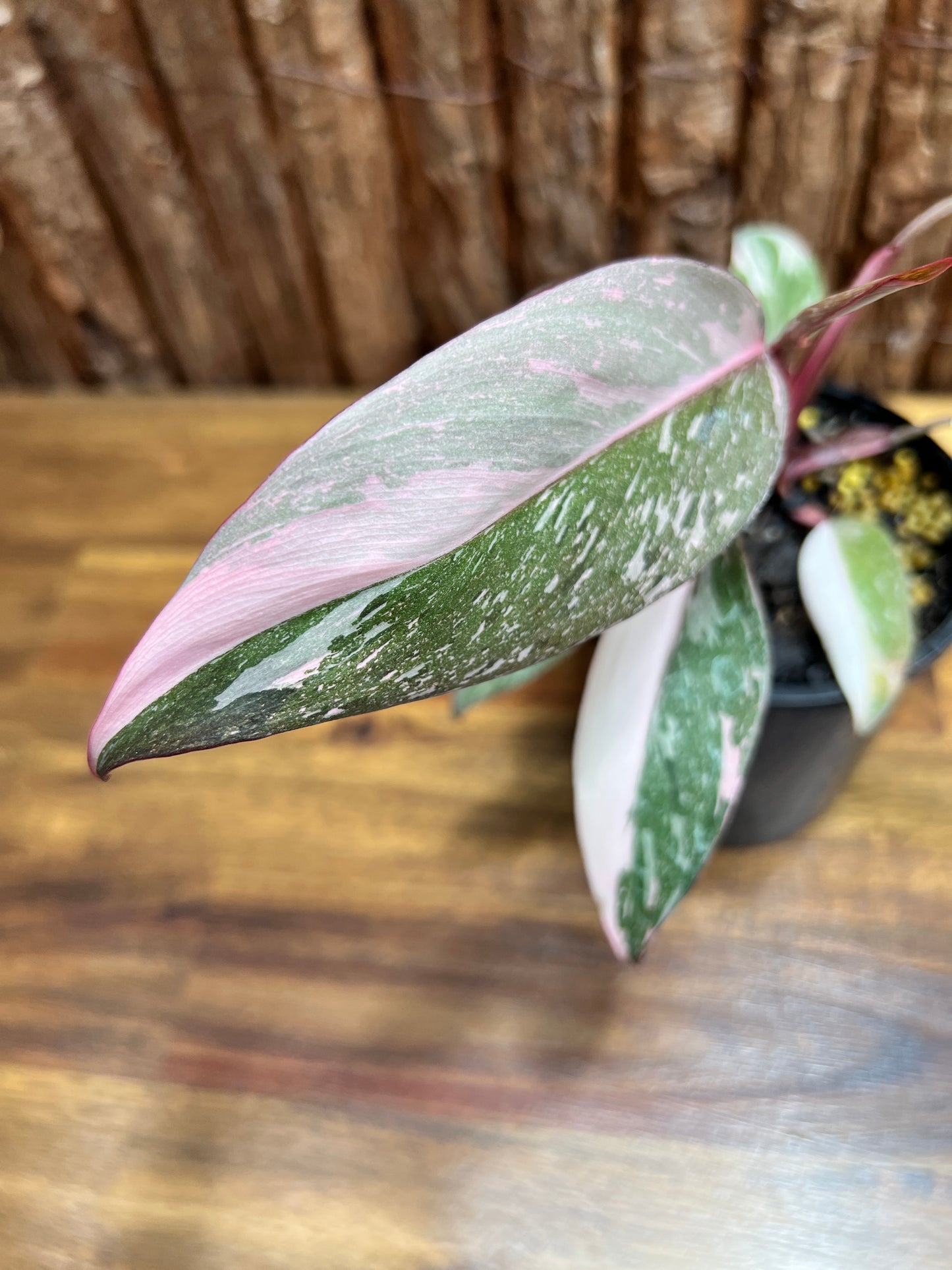 Philodendron Pink Princess Galaxy E65