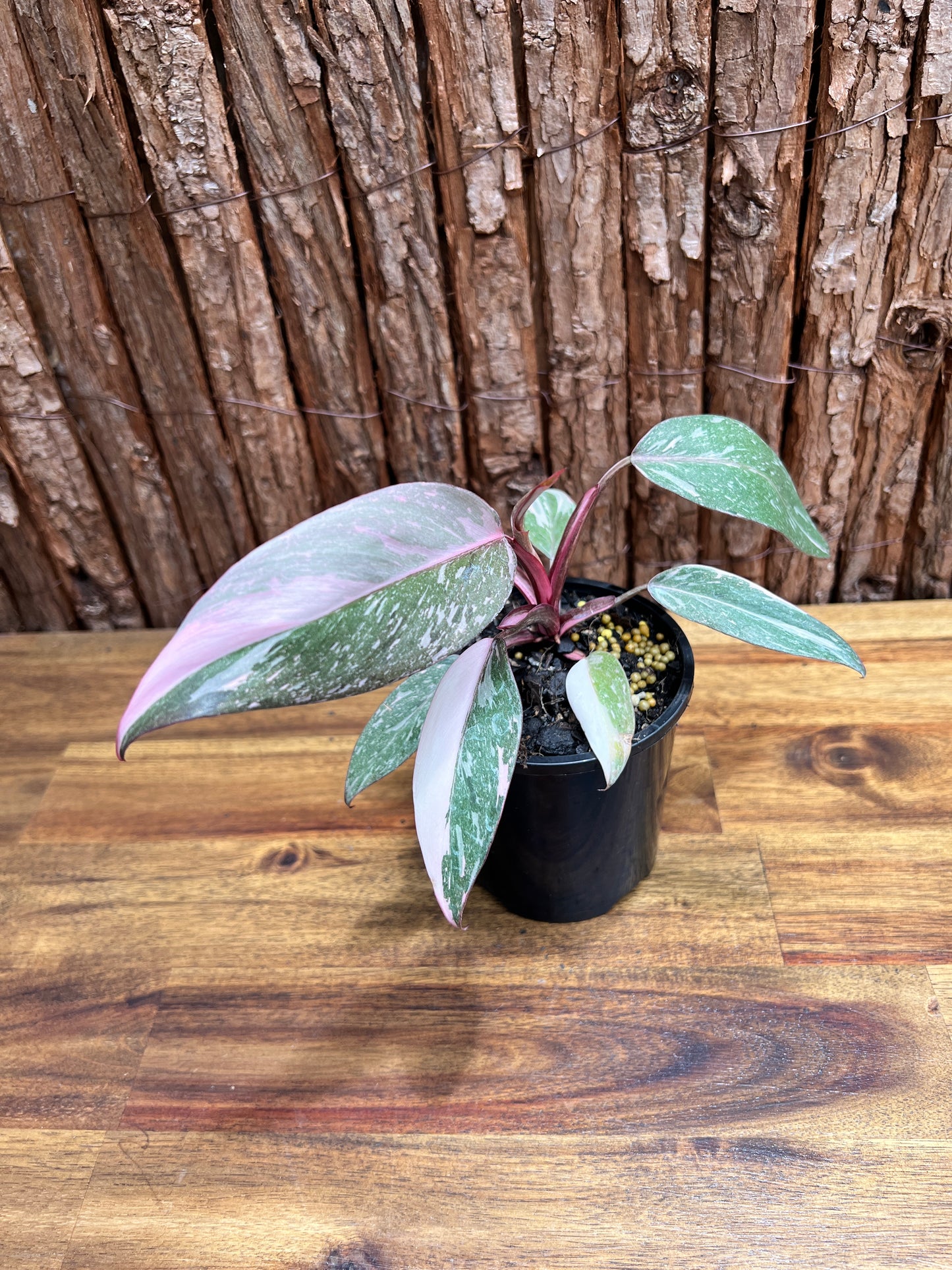 Philodendron Pink Princess Galaxy E65