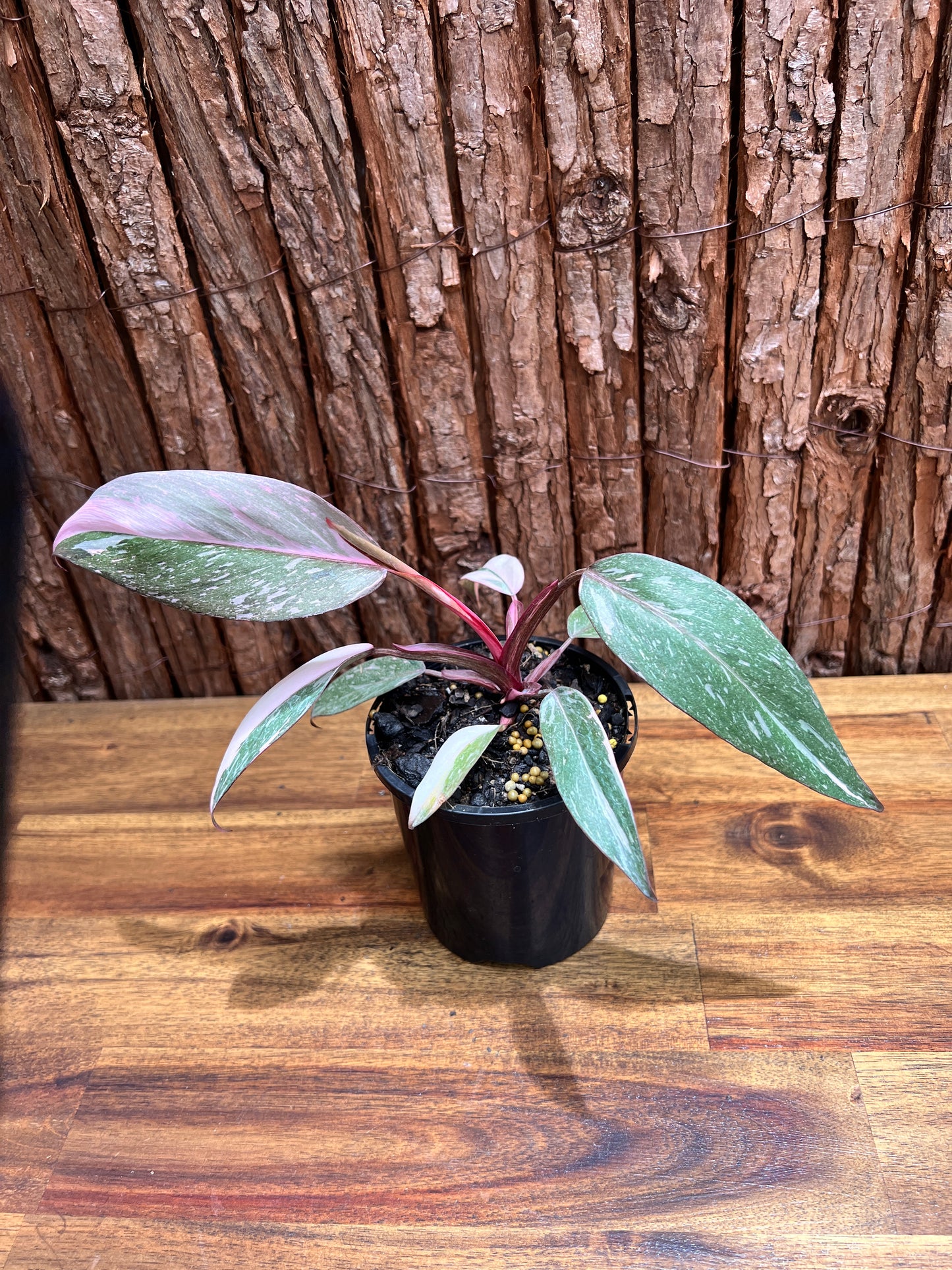 Philodendron Pink Princess Galaxy E65