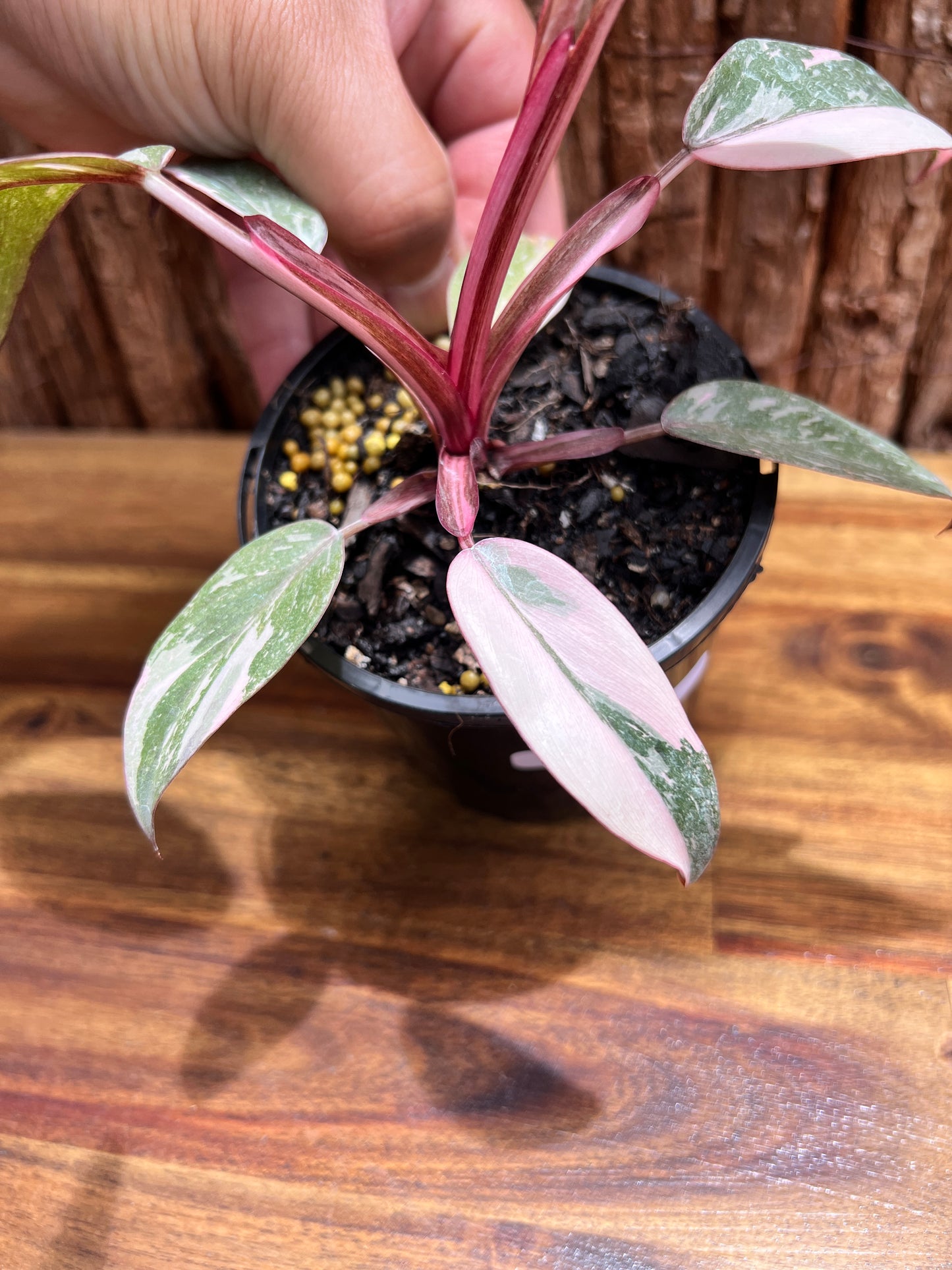 Philodendron Pink Princess Galaxy E65